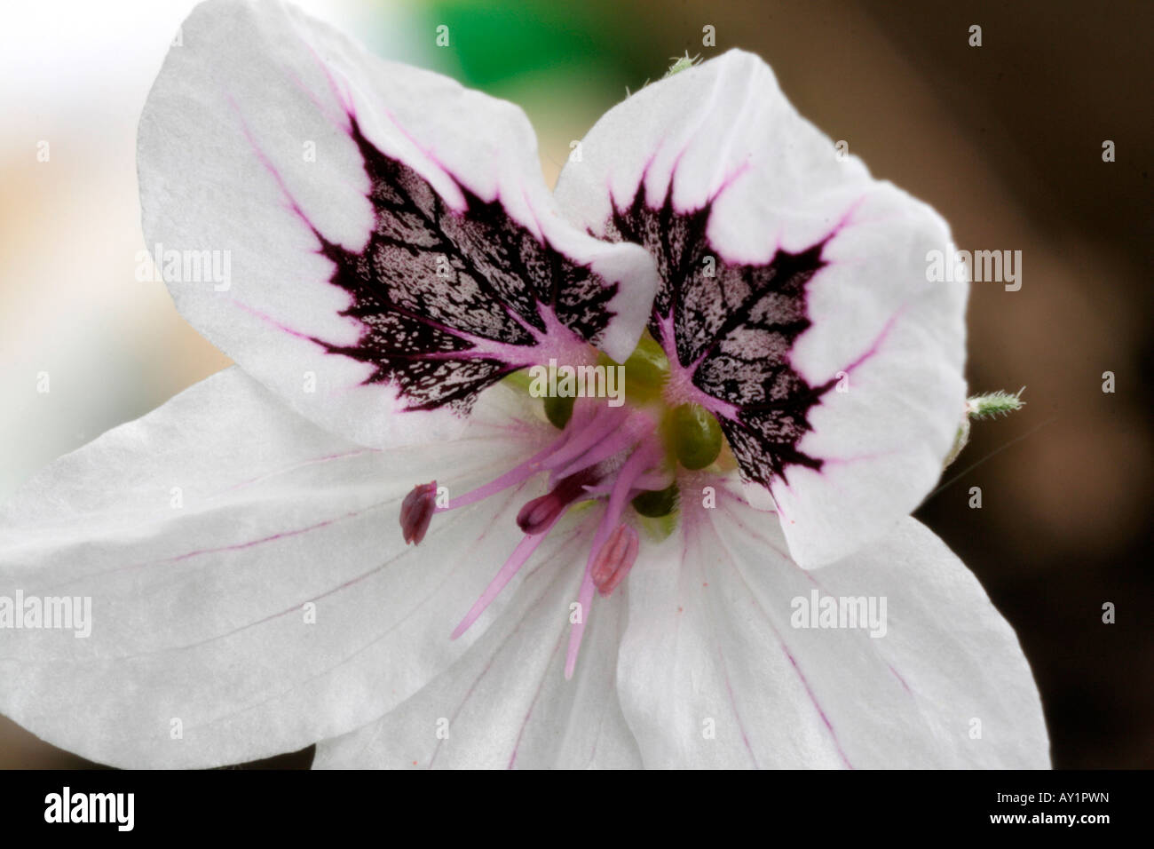 Erodium petraeum syn Pallidum chauve Banque D'Images
