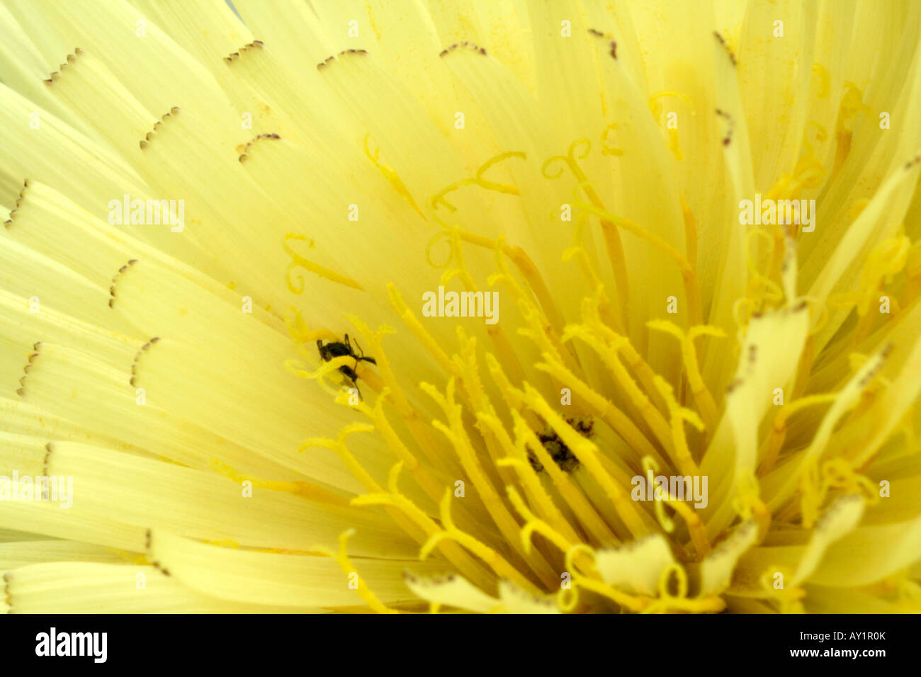 Détail de la fleur de Urospermum delachampii Banque D'Images