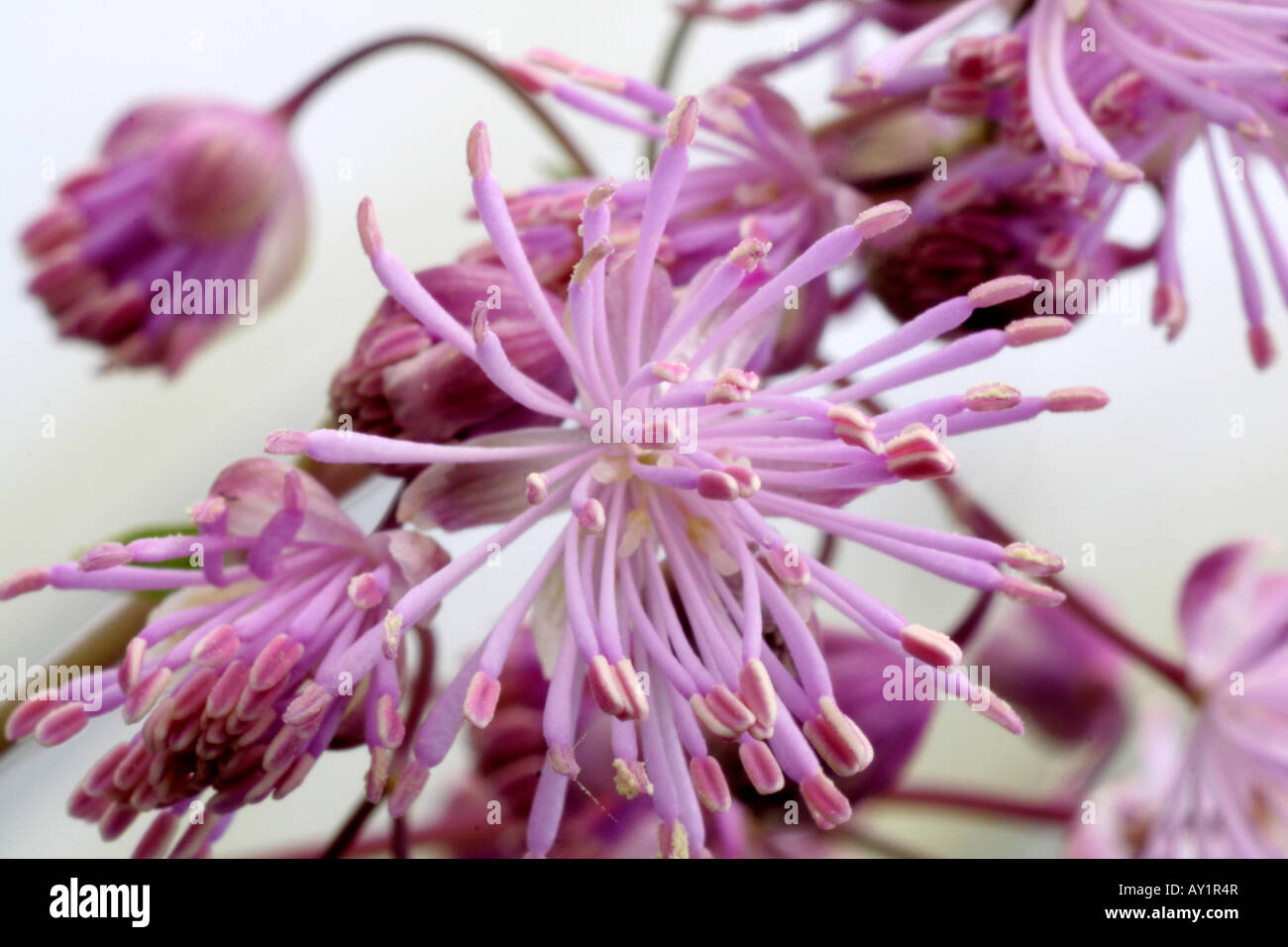 Thalictrum aquilegiafolium Banque D'Images