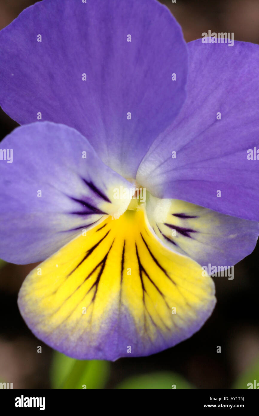 Viola Ardross Gem Banque D'Images