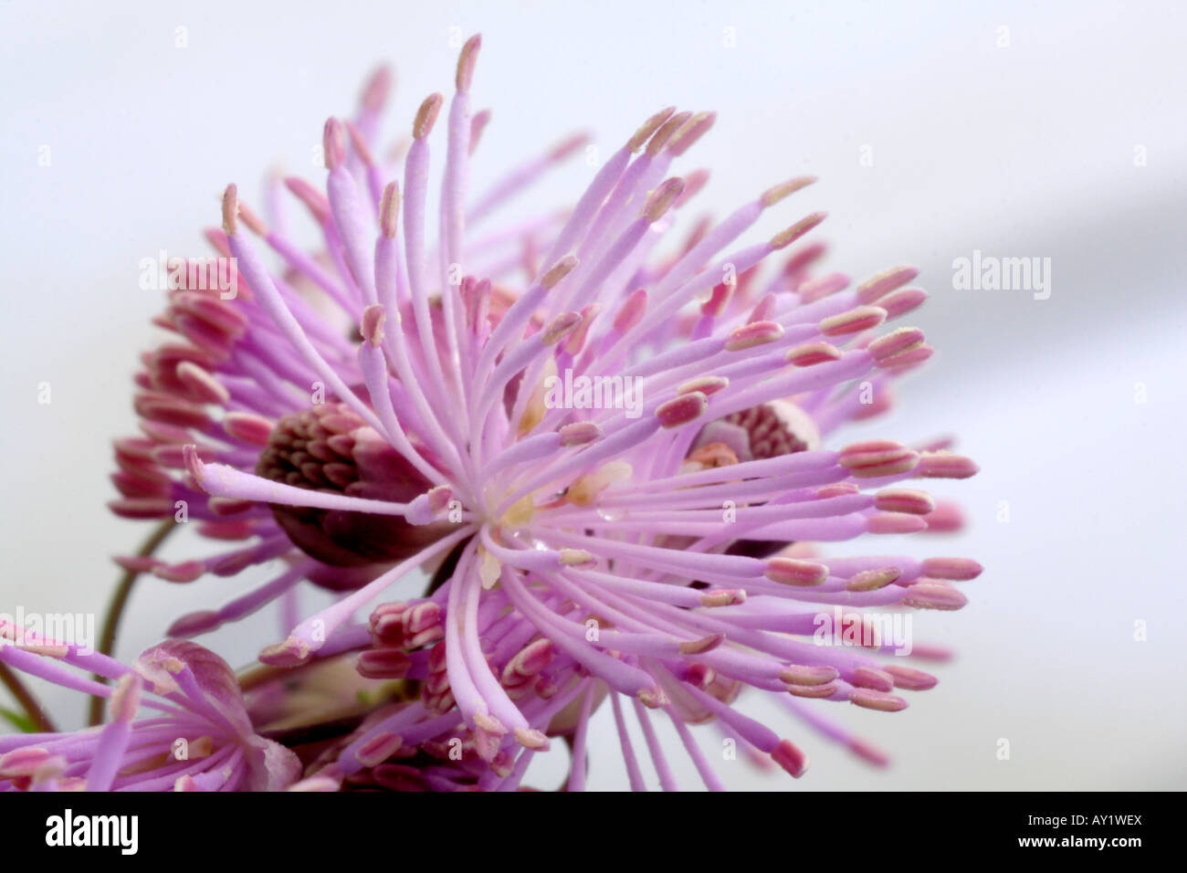 Thalictrum aquilegiafolium détails Banque D'Images