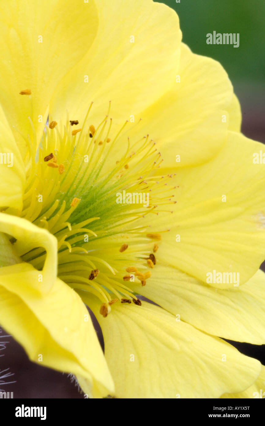 Lisanne Geum Banque D'Images