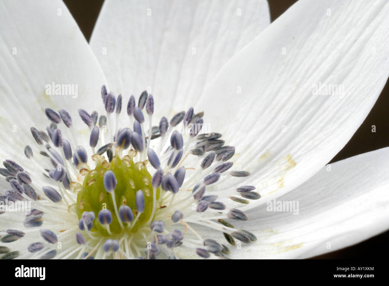 Anemone leveillei Banque D'Images