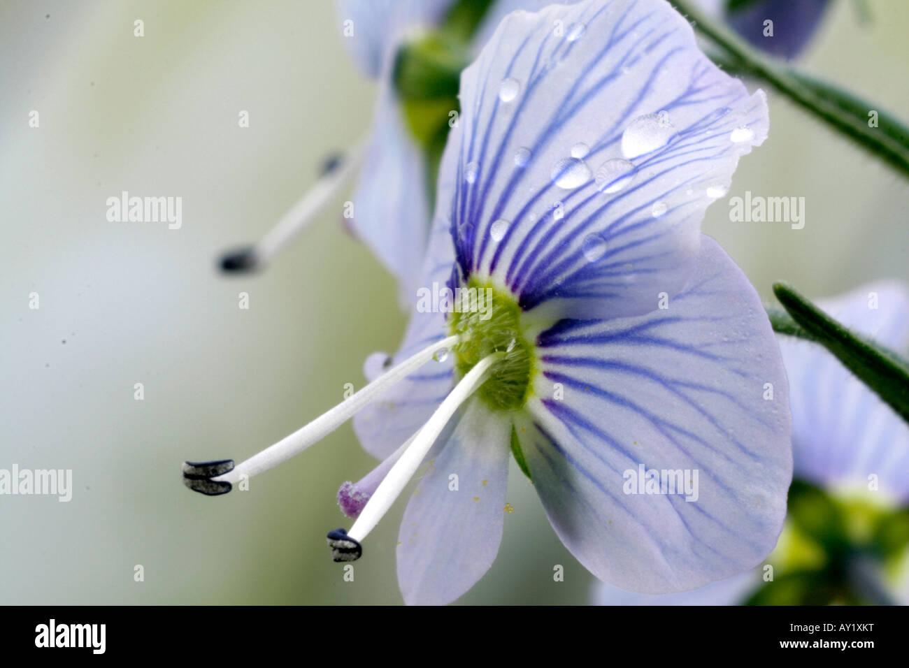 Lathyrus vernus Banque D'Images