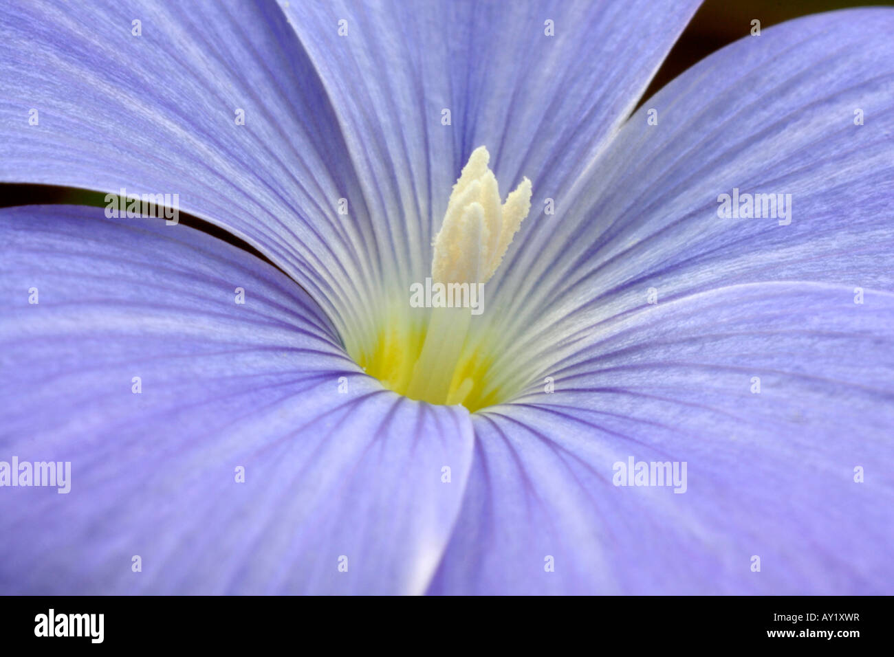 Linum narbonense détail Banque D'Images