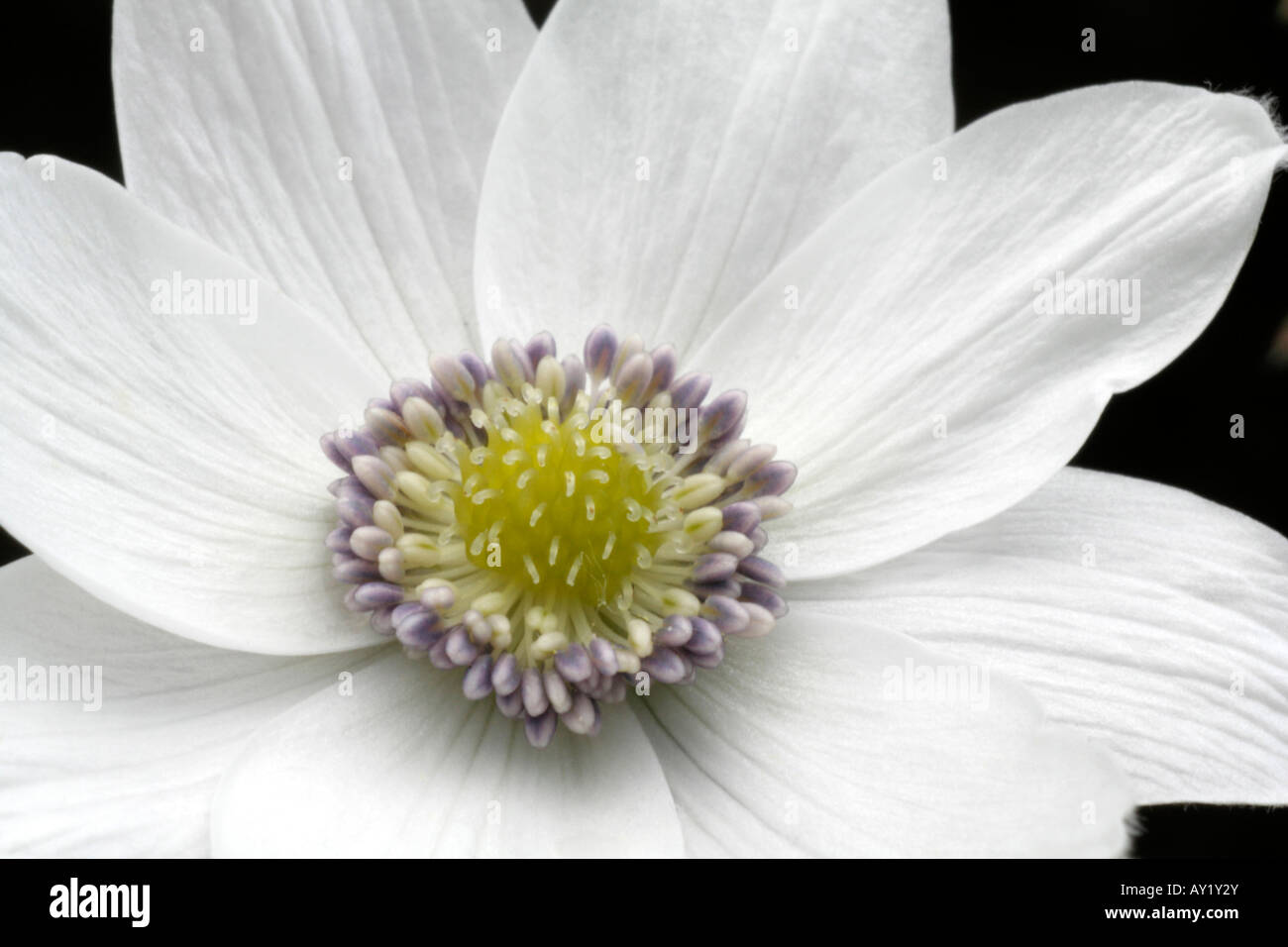 Anemone leveillei Banque D'Images