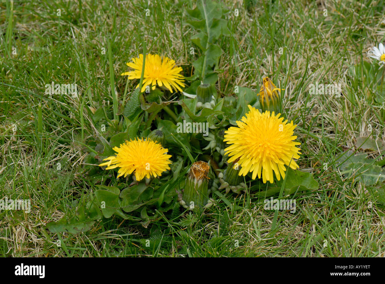 Le pissenlit Taraxacum officinale floraison dans la pelouse Banque D'Images