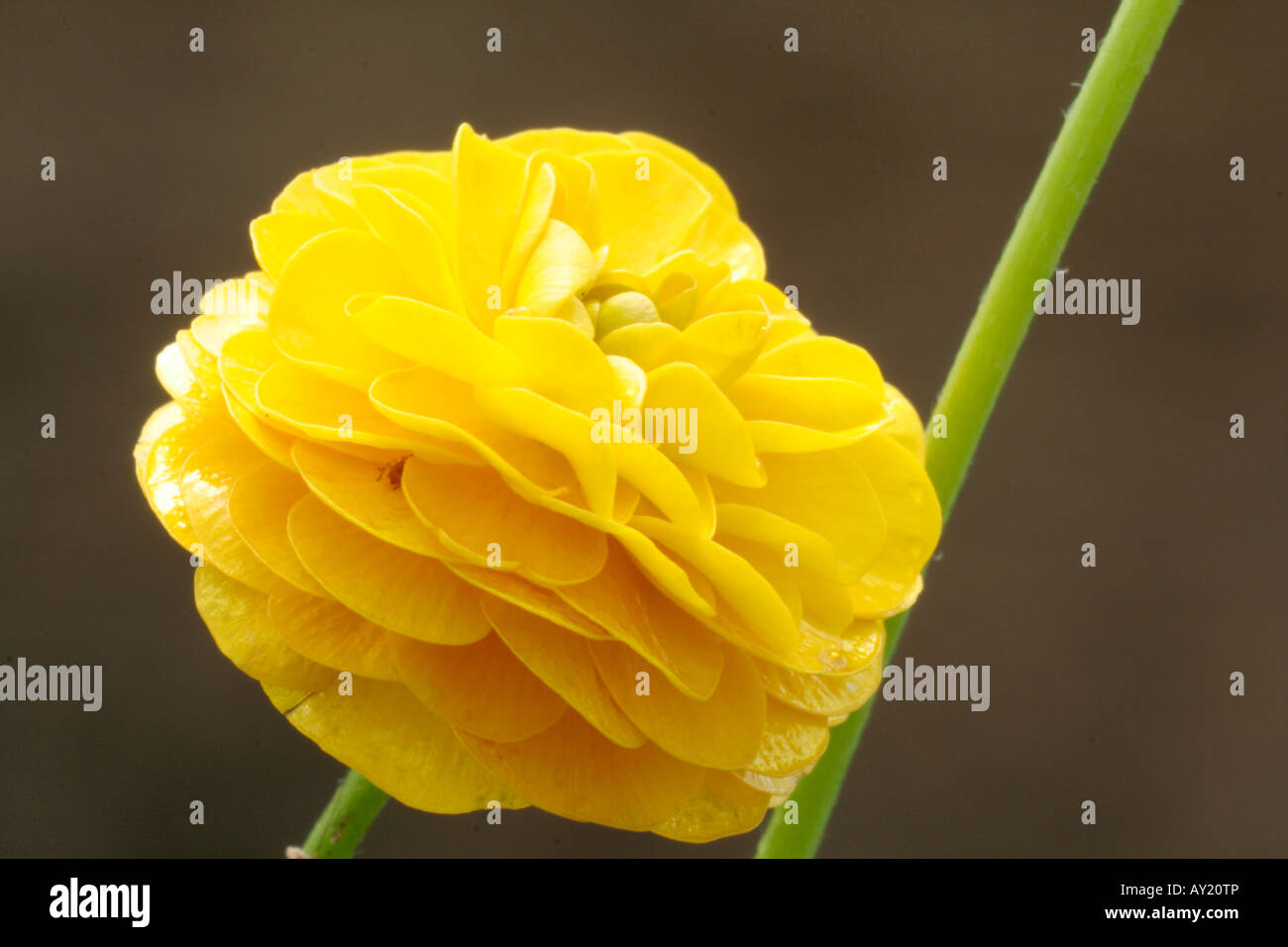 Ranunculus acris flore pleno Banque D'Images