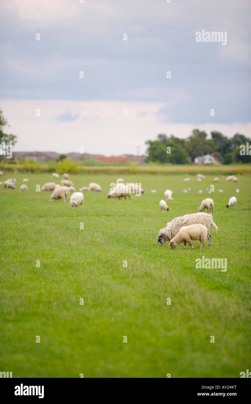 Des moutons paissant dans un champ Banque D'Images