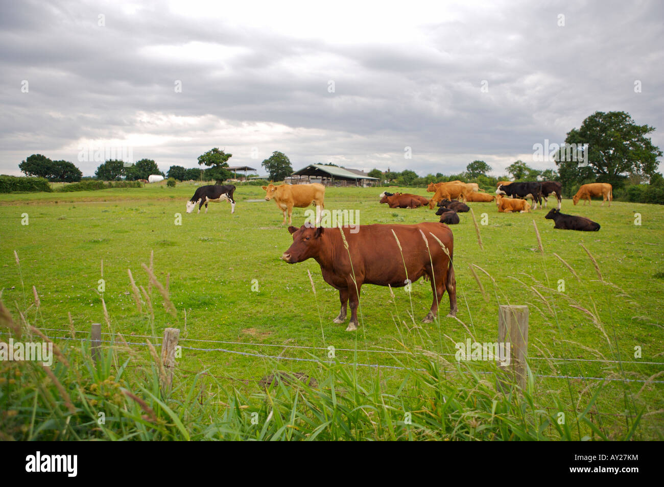 Vaches dans un champ. Banque D'Images