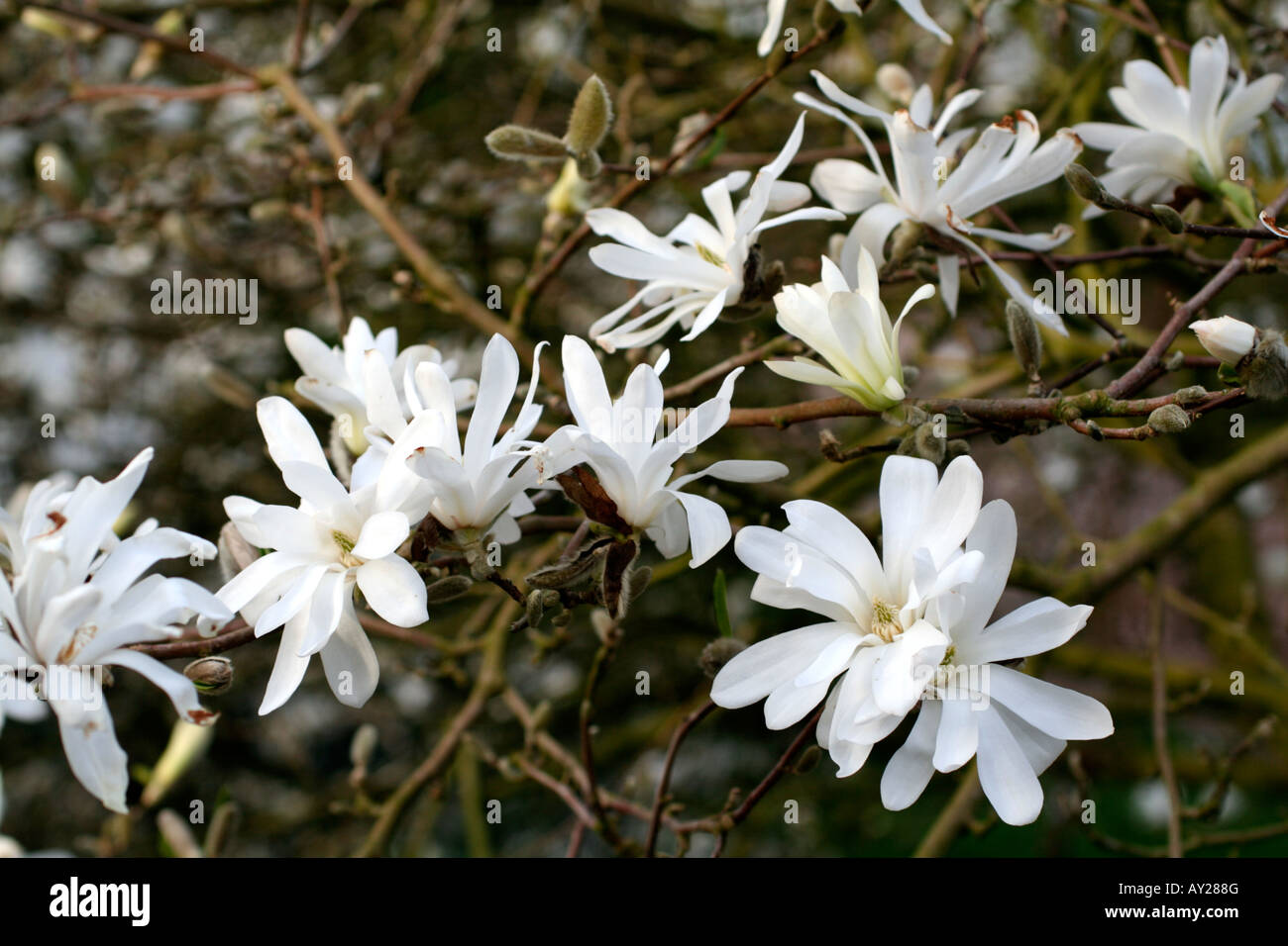 MAGNOLIA STELLATA AGA nénuphar Banque D'Images