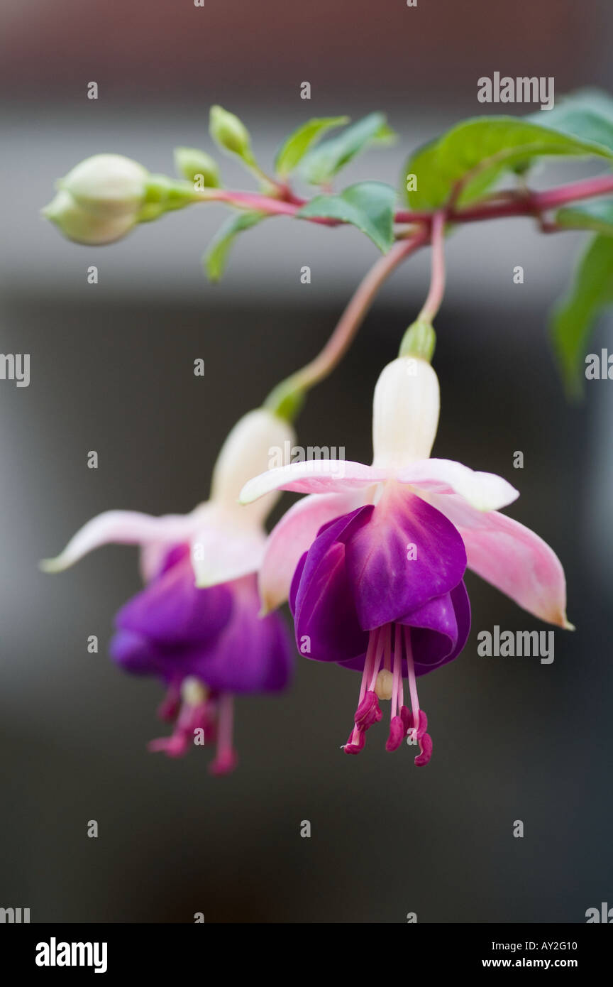 Fleurs en forme de cloche violet Banque D'Images