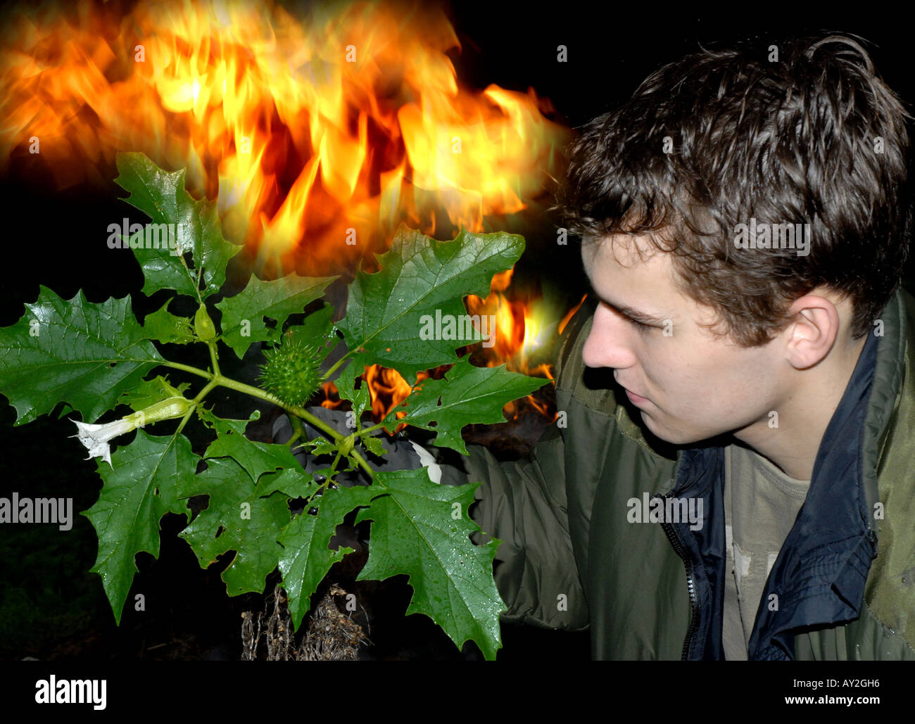 Thorn Thorn Apple Apple Thornapple Datura stramonium stramoine sont des variations de l'usine nom Banque D'Images