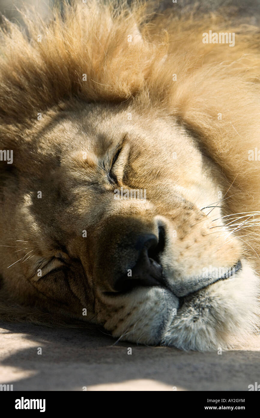 Le lion dort dans la matinée le zoo de Santa Barbara california usa Banque D'Images