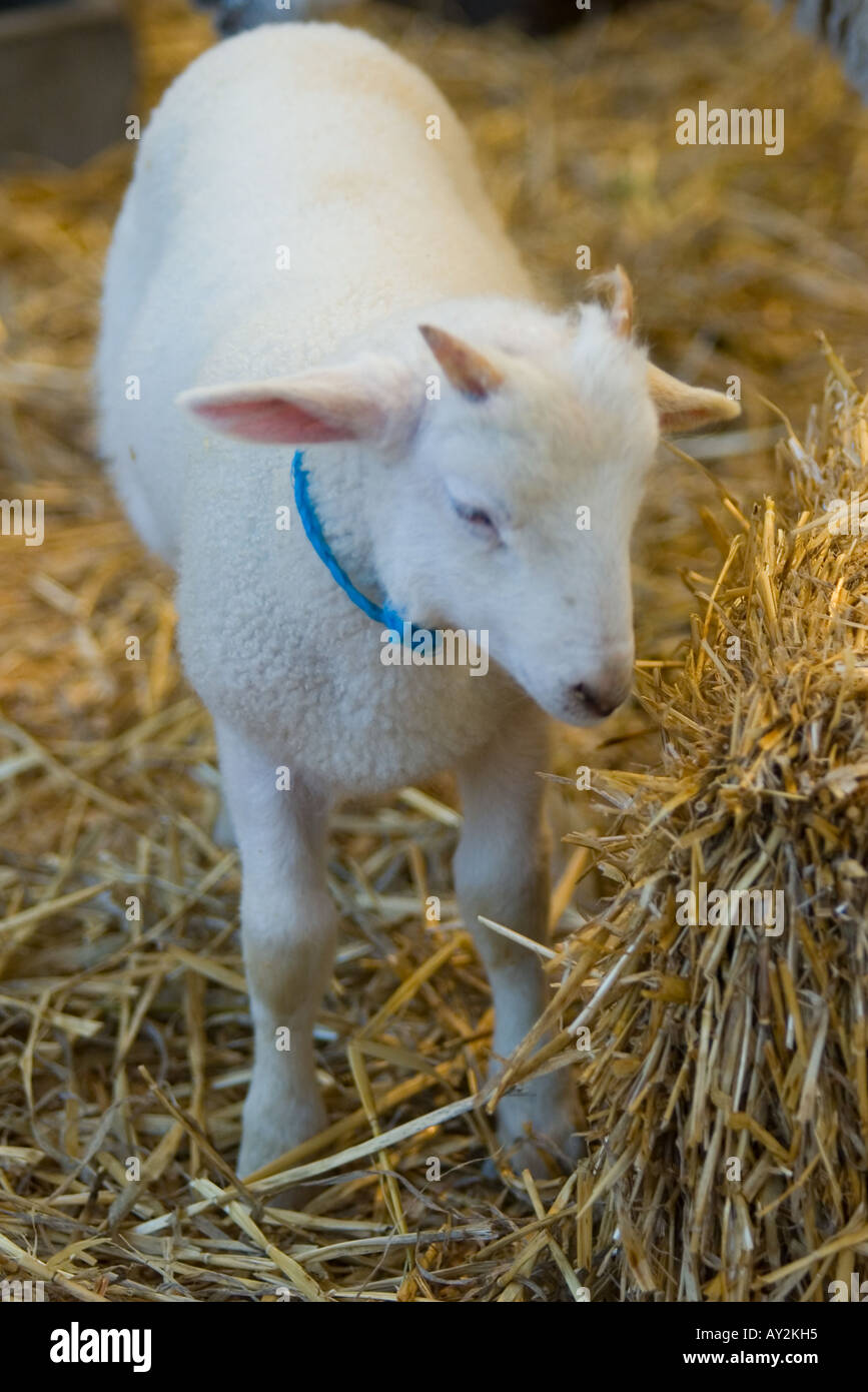 Chèvre bébé à la plume avec de la paille Banque D'Images