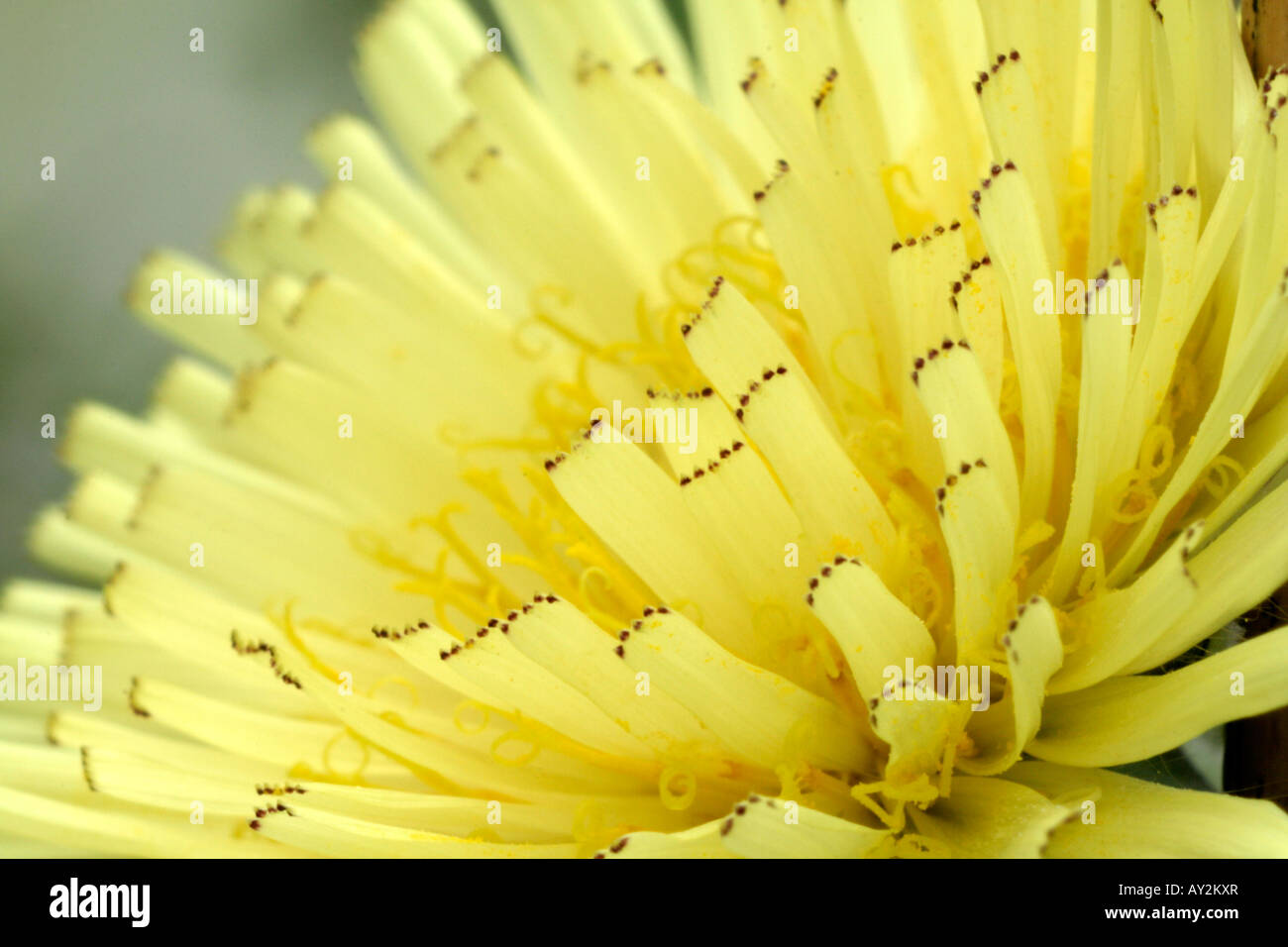 Détail de la fleur de Urospermum delachampii Banque D'Images