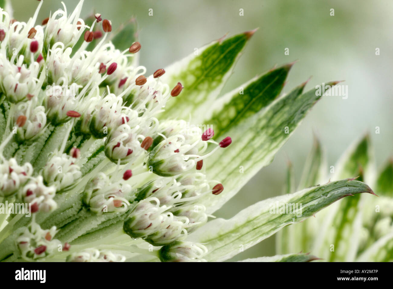 Astrantia major subsp involucrata Moira Lire Banque D'Images