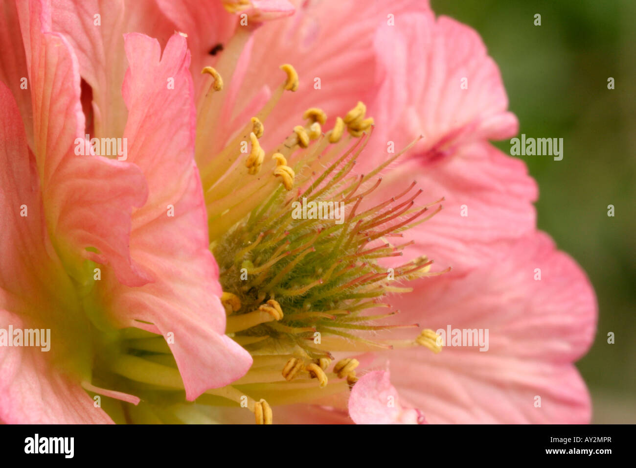 Geum Bell détail Banque Banque D'Images