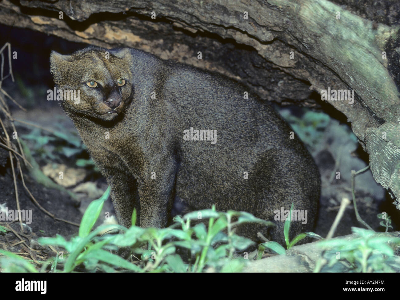 Jaguarundi,( Felis (Herpailurus yagouaroundi)) cat en captivité de l'Amérique tropical Banque D'Images