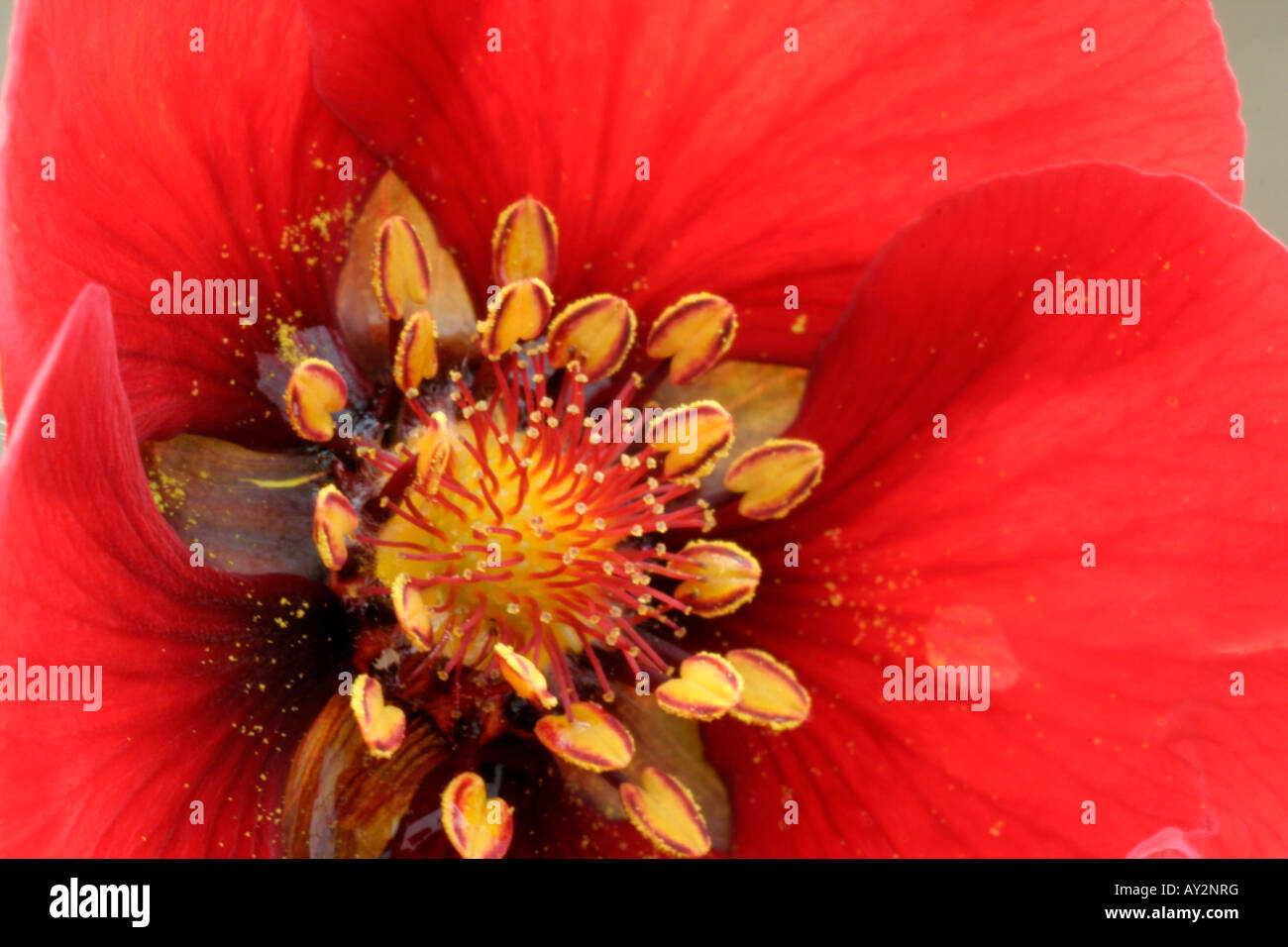 Potentilla herbacées Flamenco Banque D'Images