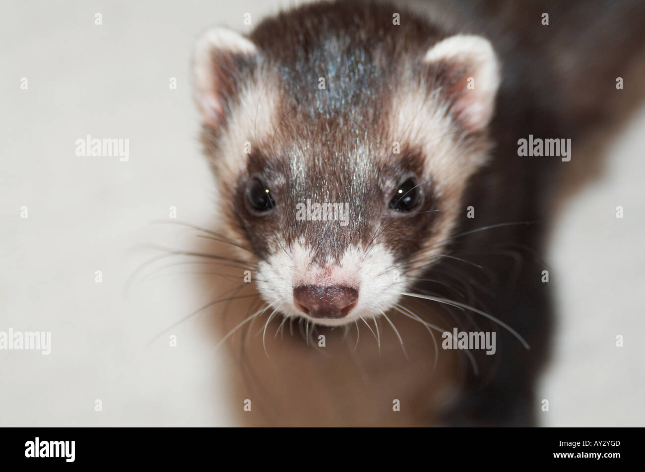 Ferret, ferrit, pet, tame, Furet du Nord, de la famille, habitant du nord,, mignon, ferrits, furets, Banque D'Images