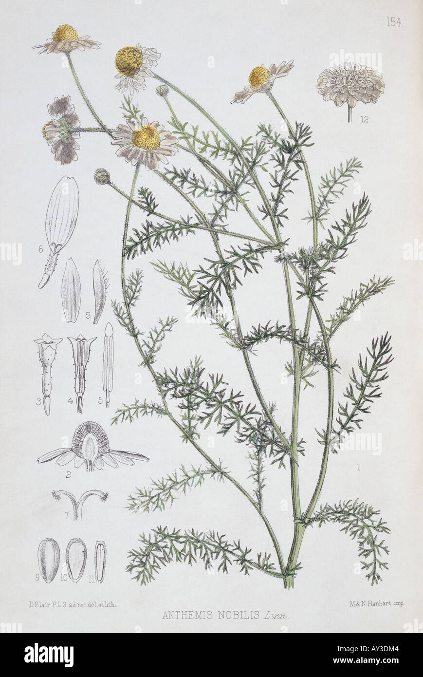 Dalbergia latifolia palissandre indien Banque D'Images