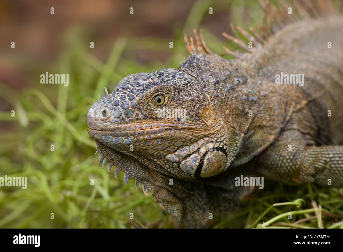 Green Iguana iguana Igauna Bay Island Honduras Océan des Caraïbes Banque D'Images