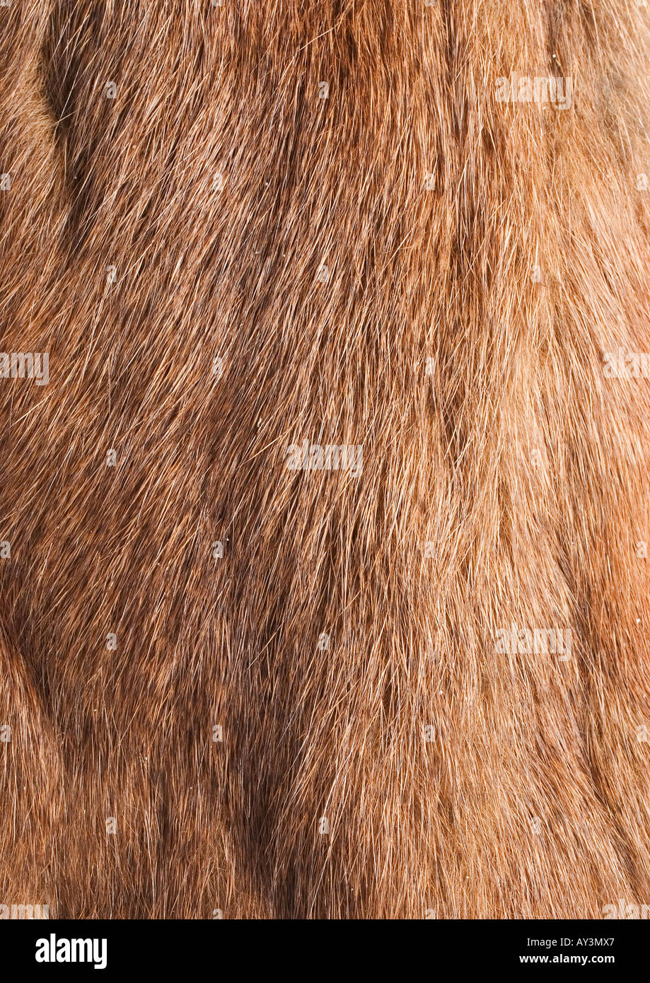 L'écureuil roux sciurus vulgaris Banque D'Images