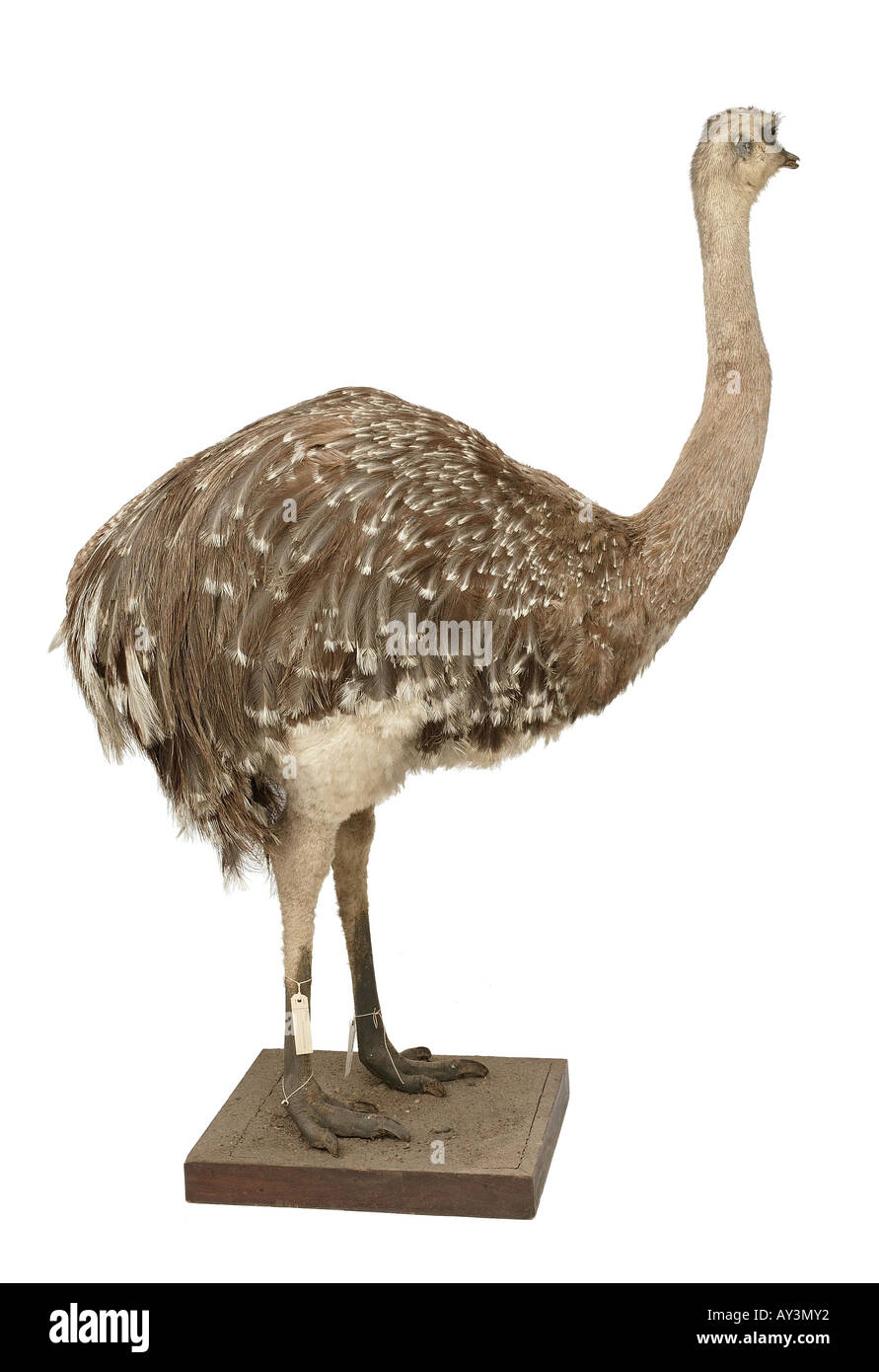 Pterocnemia pennata pennata nandou Banque D'Images