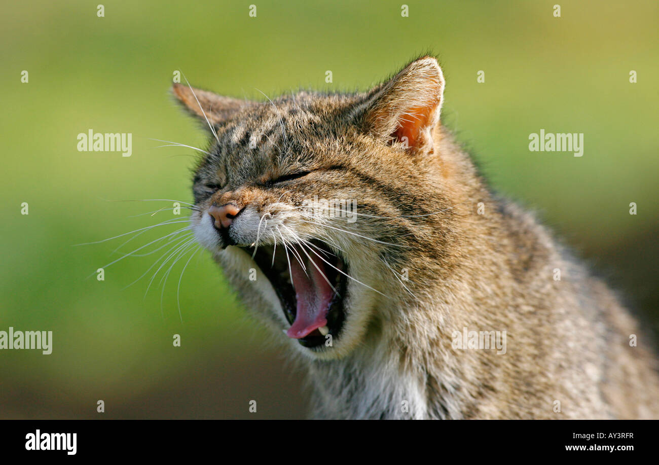 Felis silvestris Chat Sauvage écossais le bâillement Banque D'Images