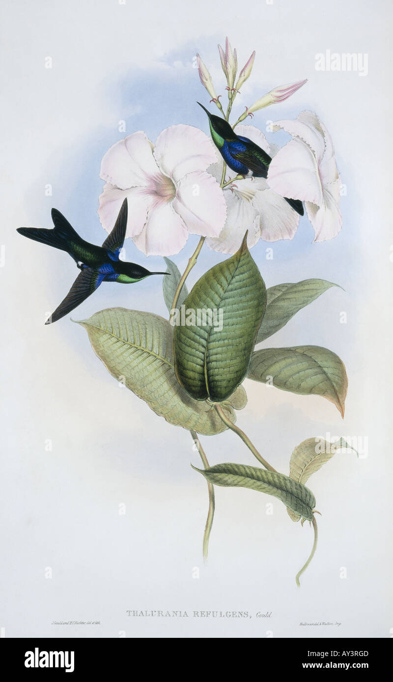 Hylonympha macrocerca scissor tailed hummingbird Banque D'Images