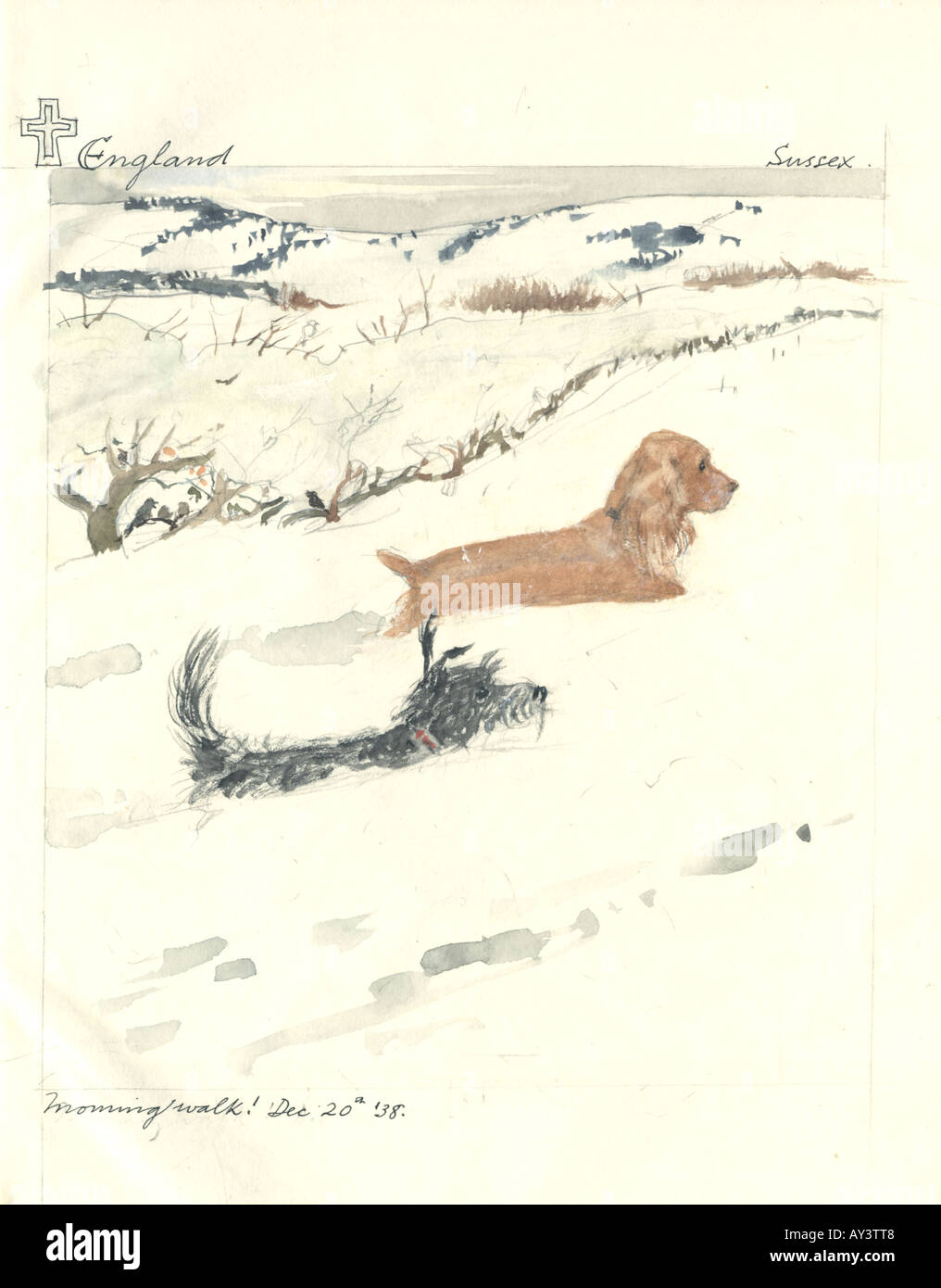 Canis lupus familiaris dog Banque D'Images