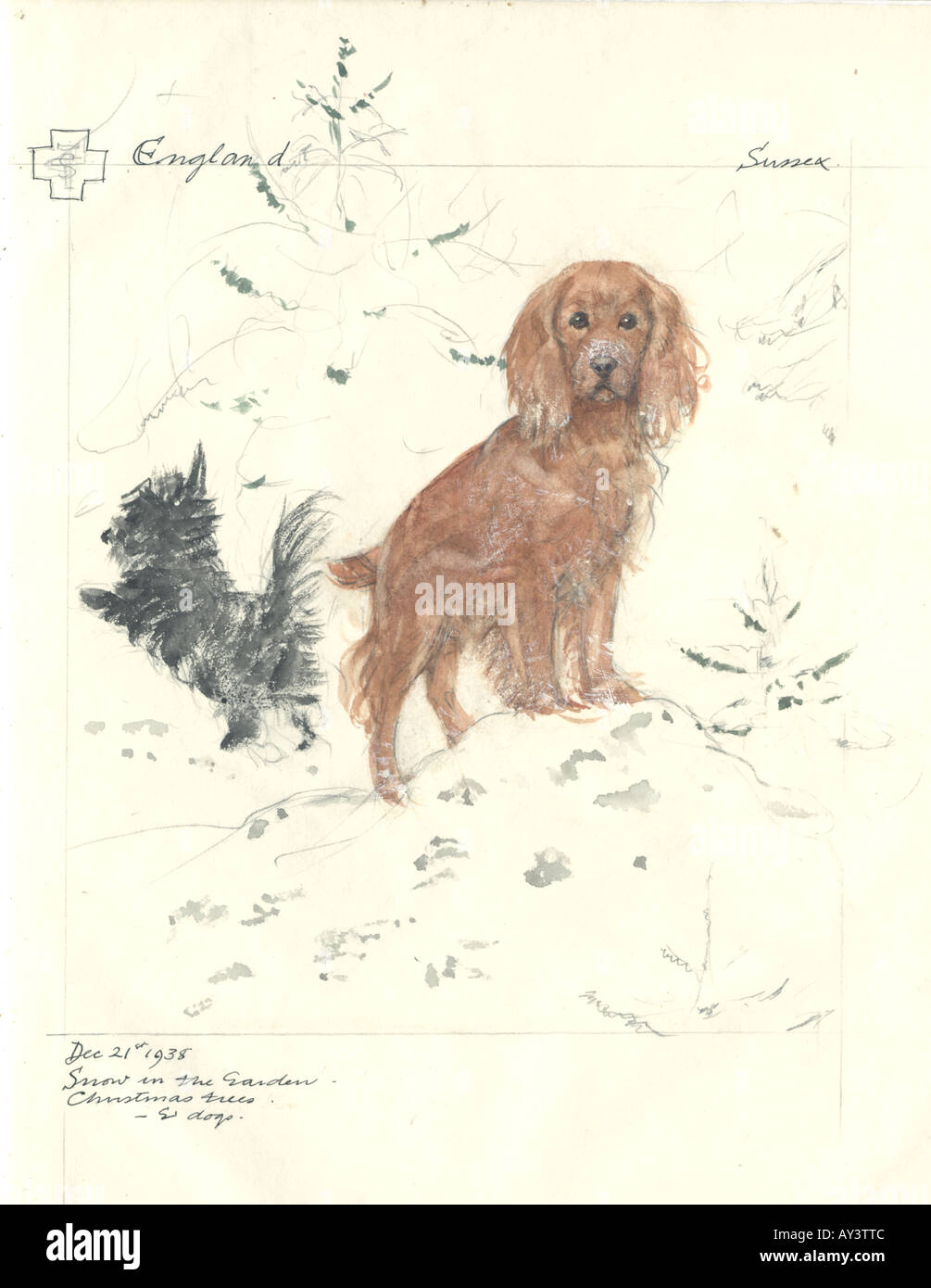 Canis lupus familiaris dog Banque D'Images