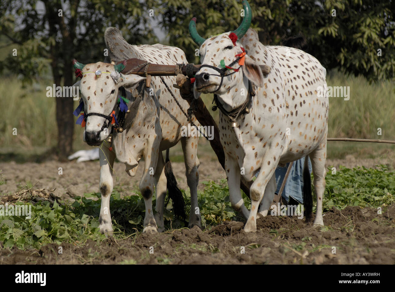 Deux taureaux peints tirant la charrue dans un champ près de Bundi, Rajasthan Inde. Banque D'Images