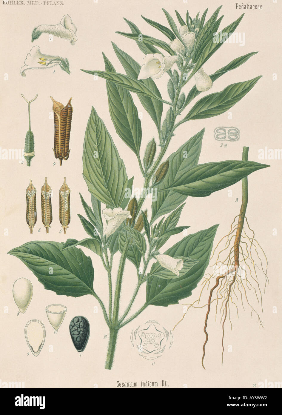 Usine de sésame Sesamum indicum Banque D'Images