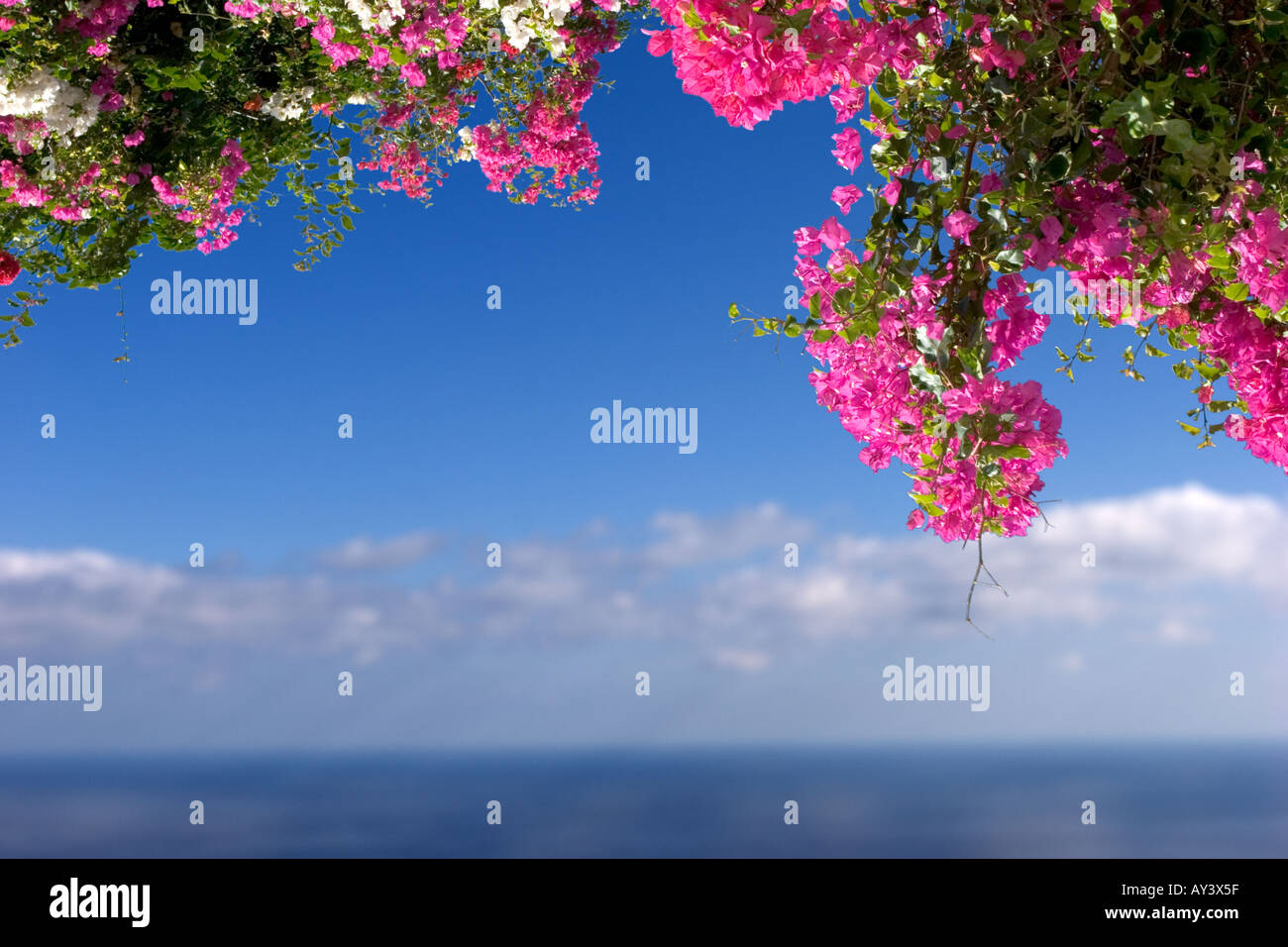 Bougainvillea La Palma Canaries la composition numérique Banque D'Images