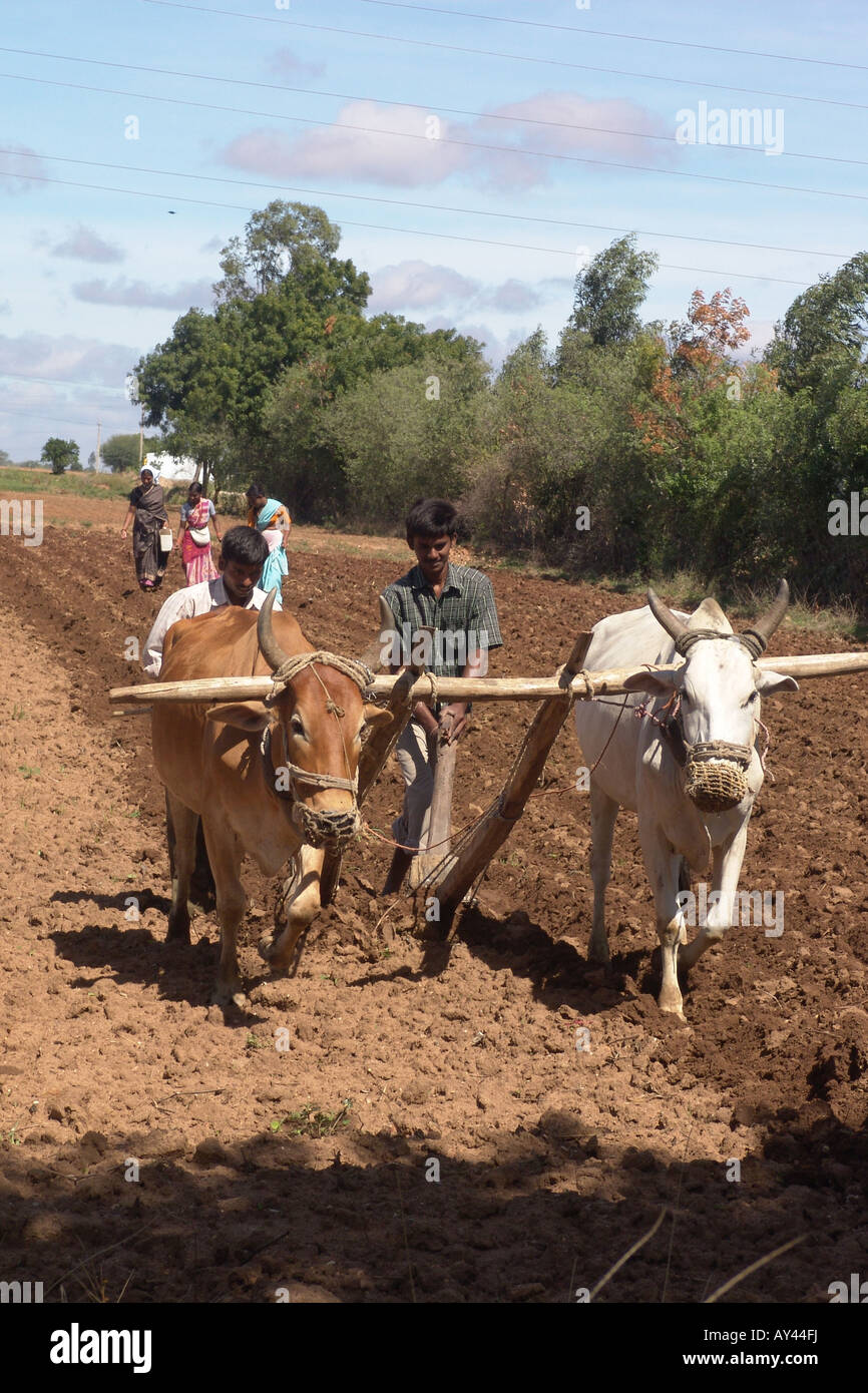 Le labourage des champs des agriculteurs, de l'Andhra Pradesh, Medak Banque D'Images
