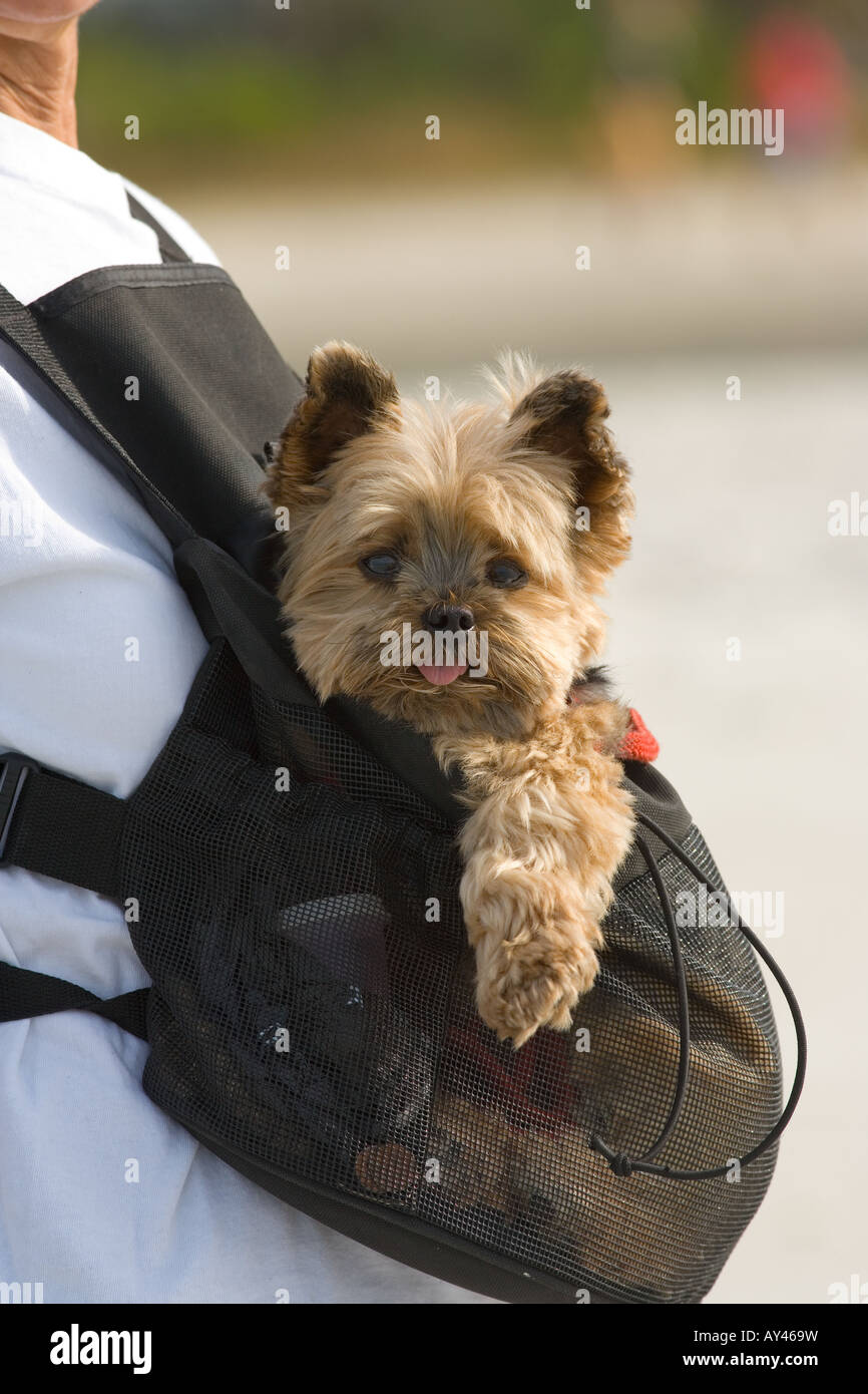 Yorkshire Terrier en pochette Bébé Banque D'Images