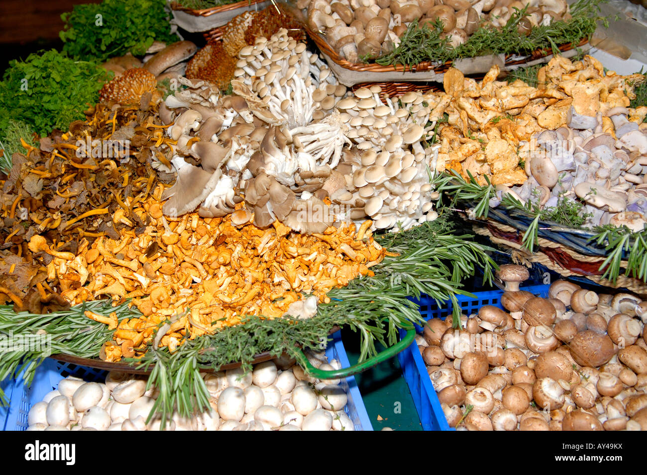 Borough Market , affichage blocage de champignons cremini , cepe , girolle , brown , caps , neige , huître enoki puff & shimeji buna Banque D'Images