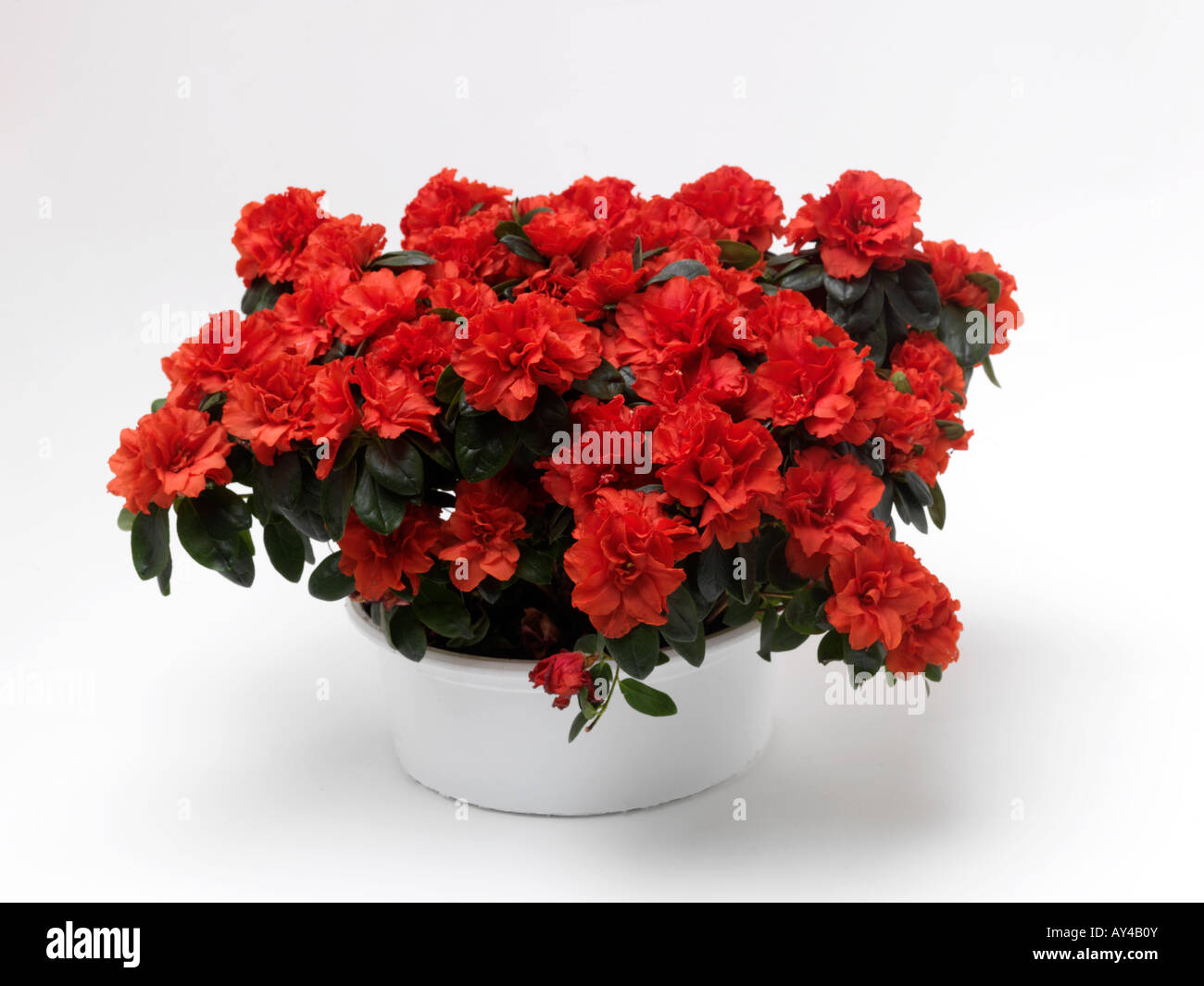 Azalée rouge dans un pot blanc Banque D'Images