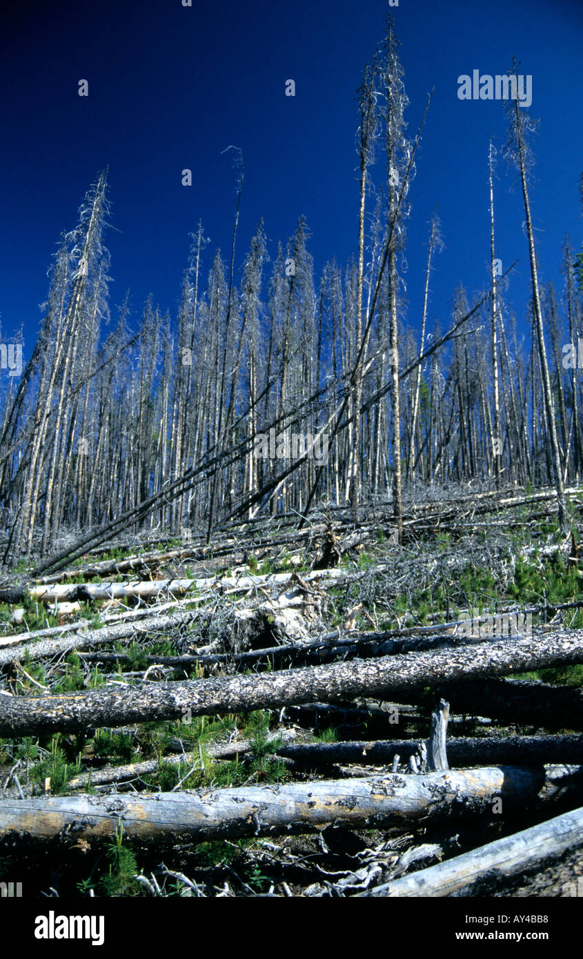 Arbres se rétablissant après l'incendie de 1988 dans le parc national de Yellowstone, Wyoming, États-Unis Banque D'Images