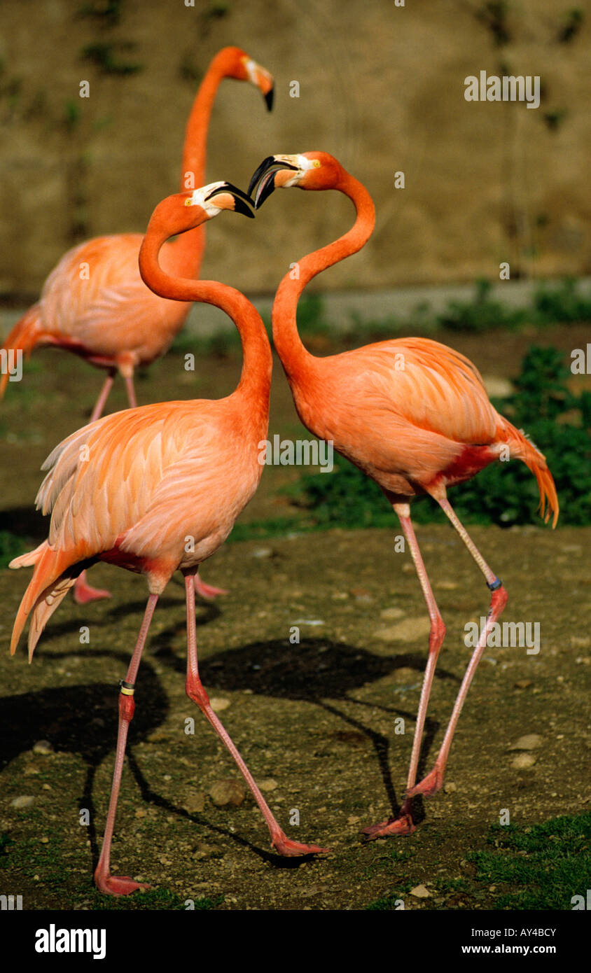 'Flamingo' cubain Banque D'Images