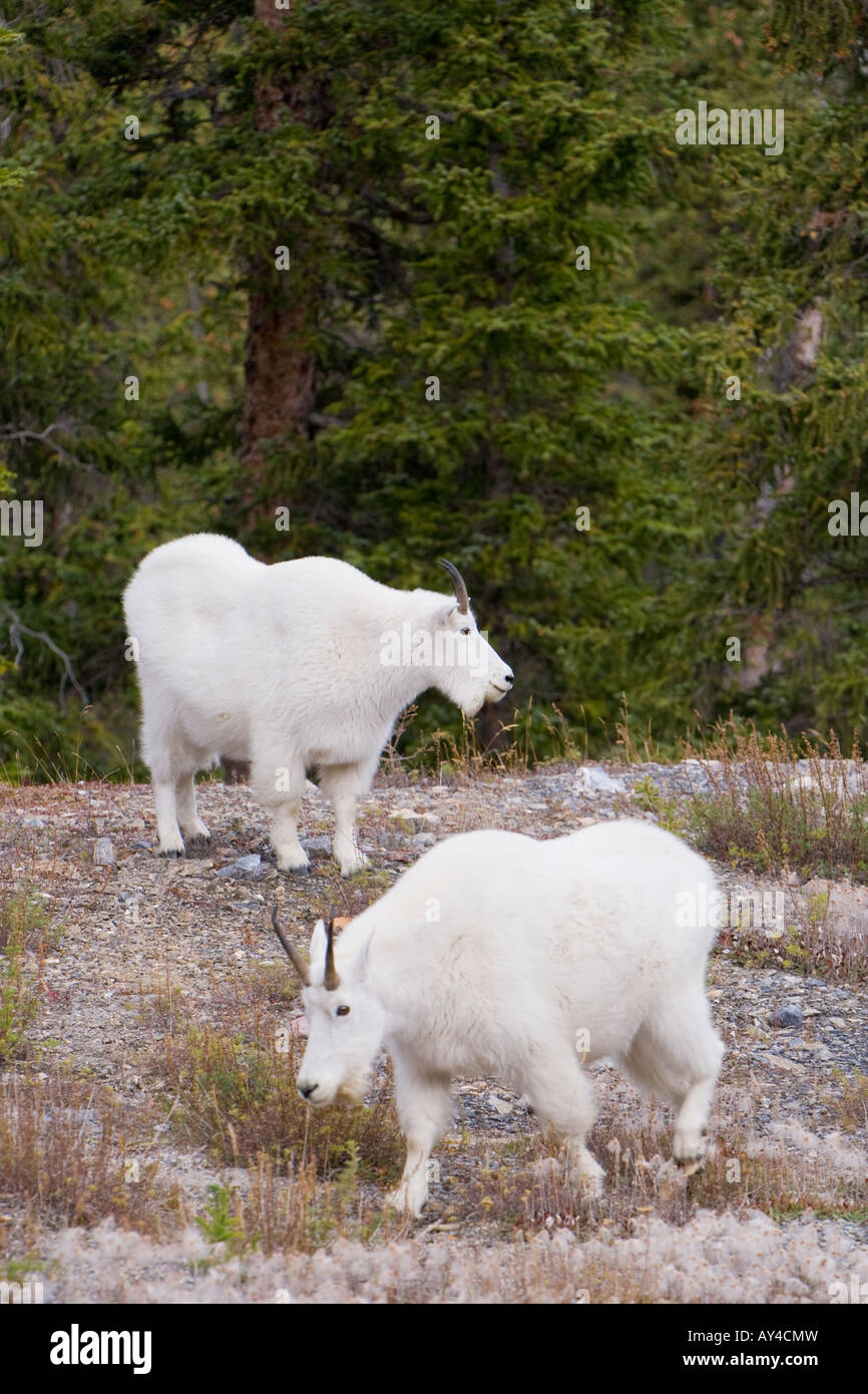 Chèvres de montagne Banque de photographies et d’images à haute résolution Alamy