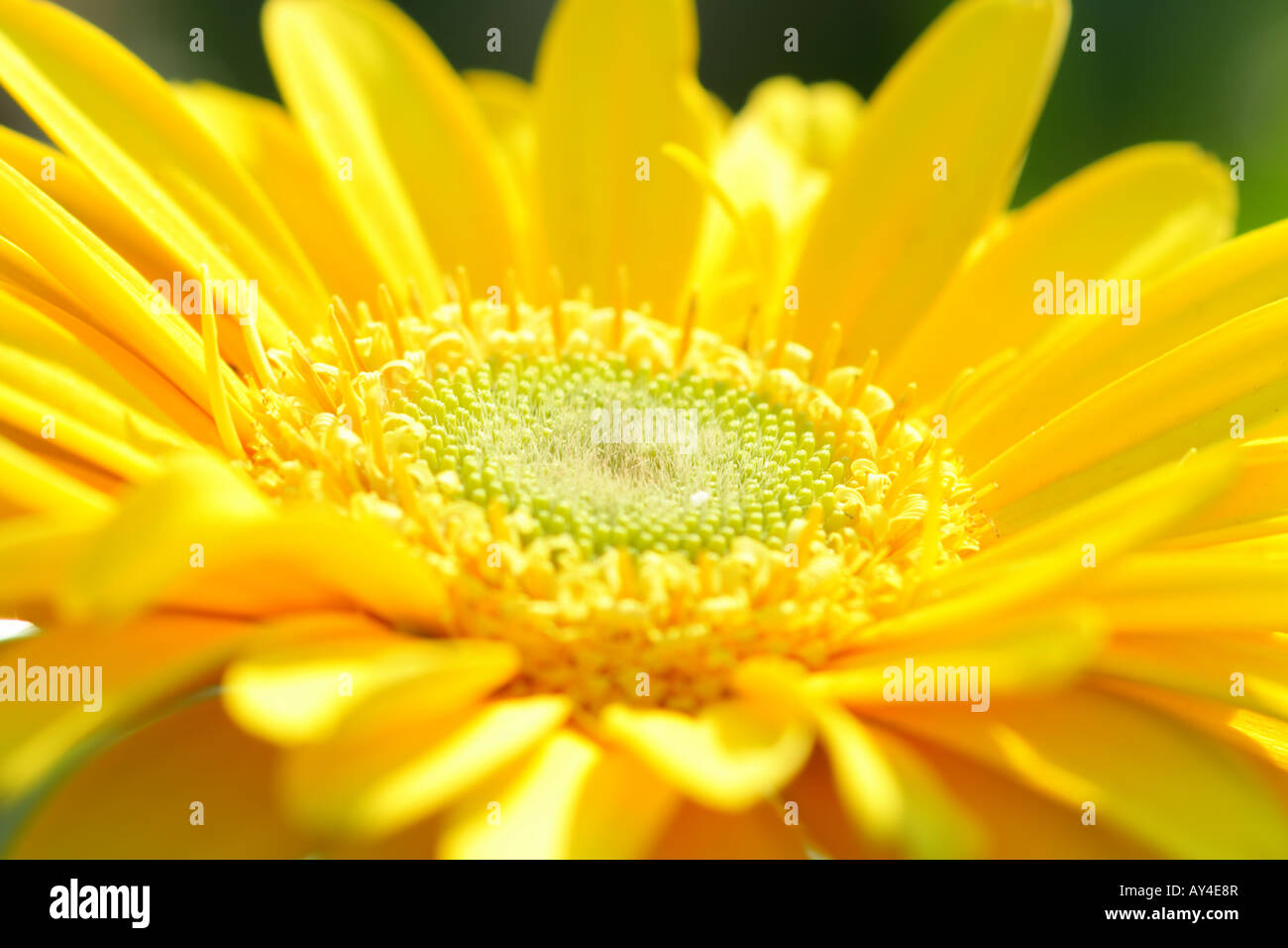 Gerbera jaune Banque D'Images