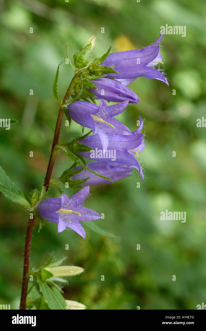 Fleur de clochette à feuilles d'ortie Banque de photographies et d'images à  haute résolution - Alamy