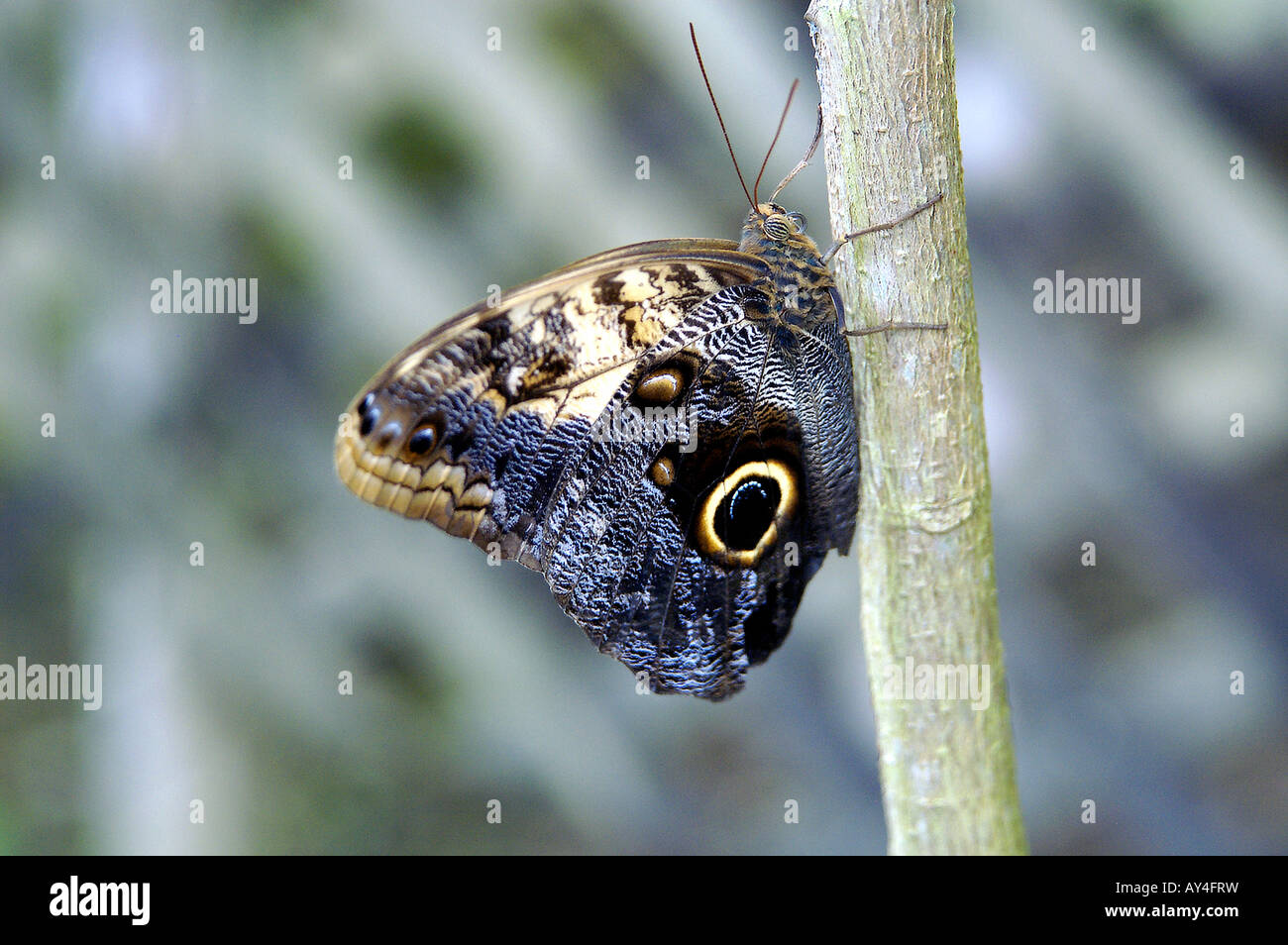 Papillon morpho bleu, ailes repliées, Honduras Banque D'Images