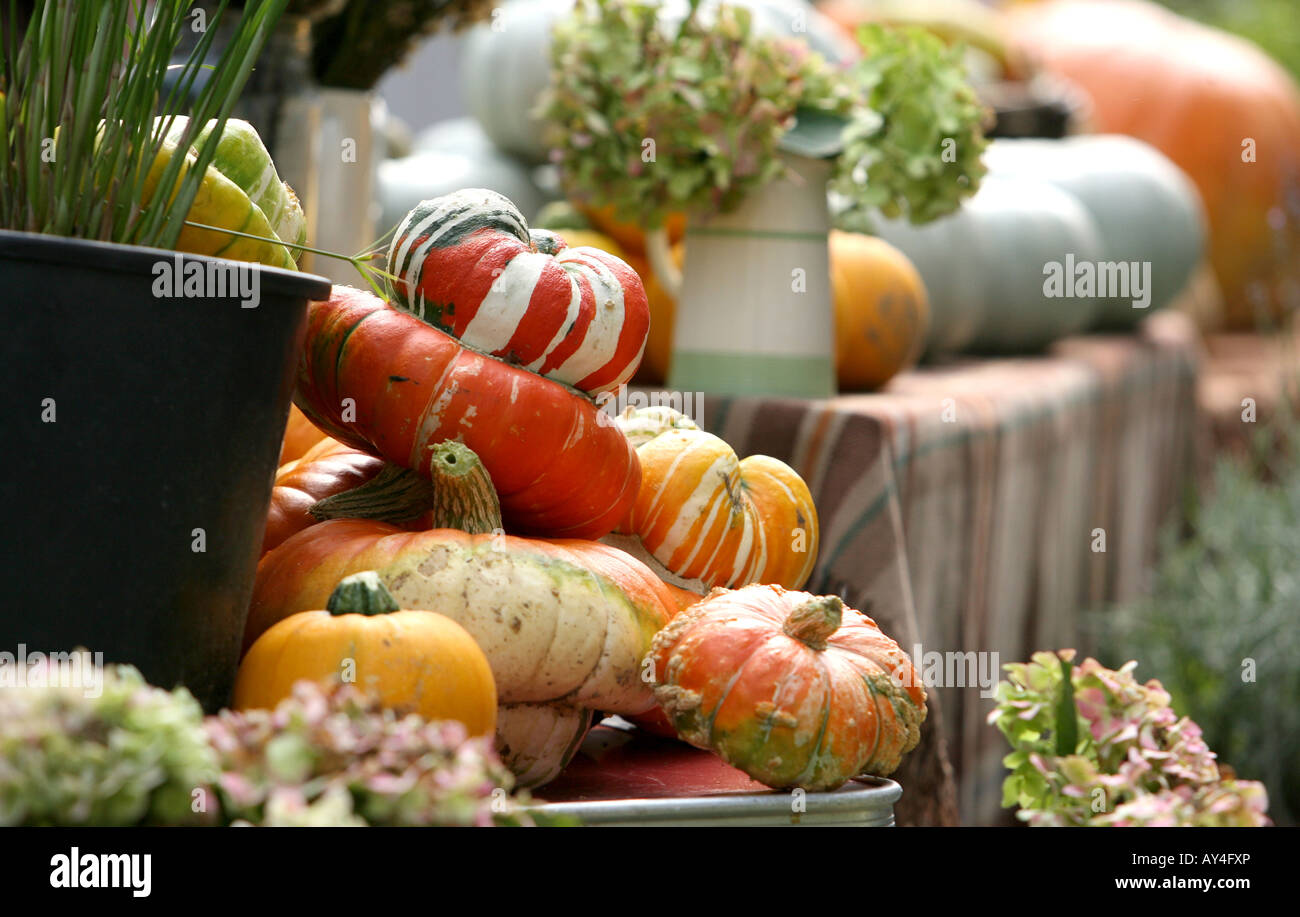 Pumpkins sur l'affichage du Brighton Brighton Festival alimentaire Sussex Banque D'Images