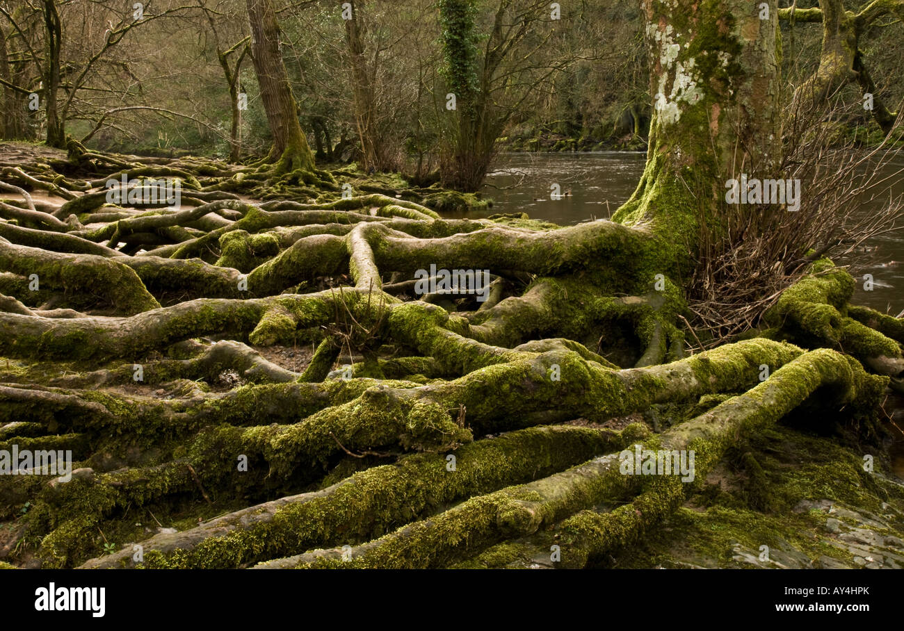 Les racines des arbres à nu par l'érosion du fleuve sur les rives de la Rivière Ure à Aysgarth dans Wensleydale, Yorkshire du Nord. Banque D'Images