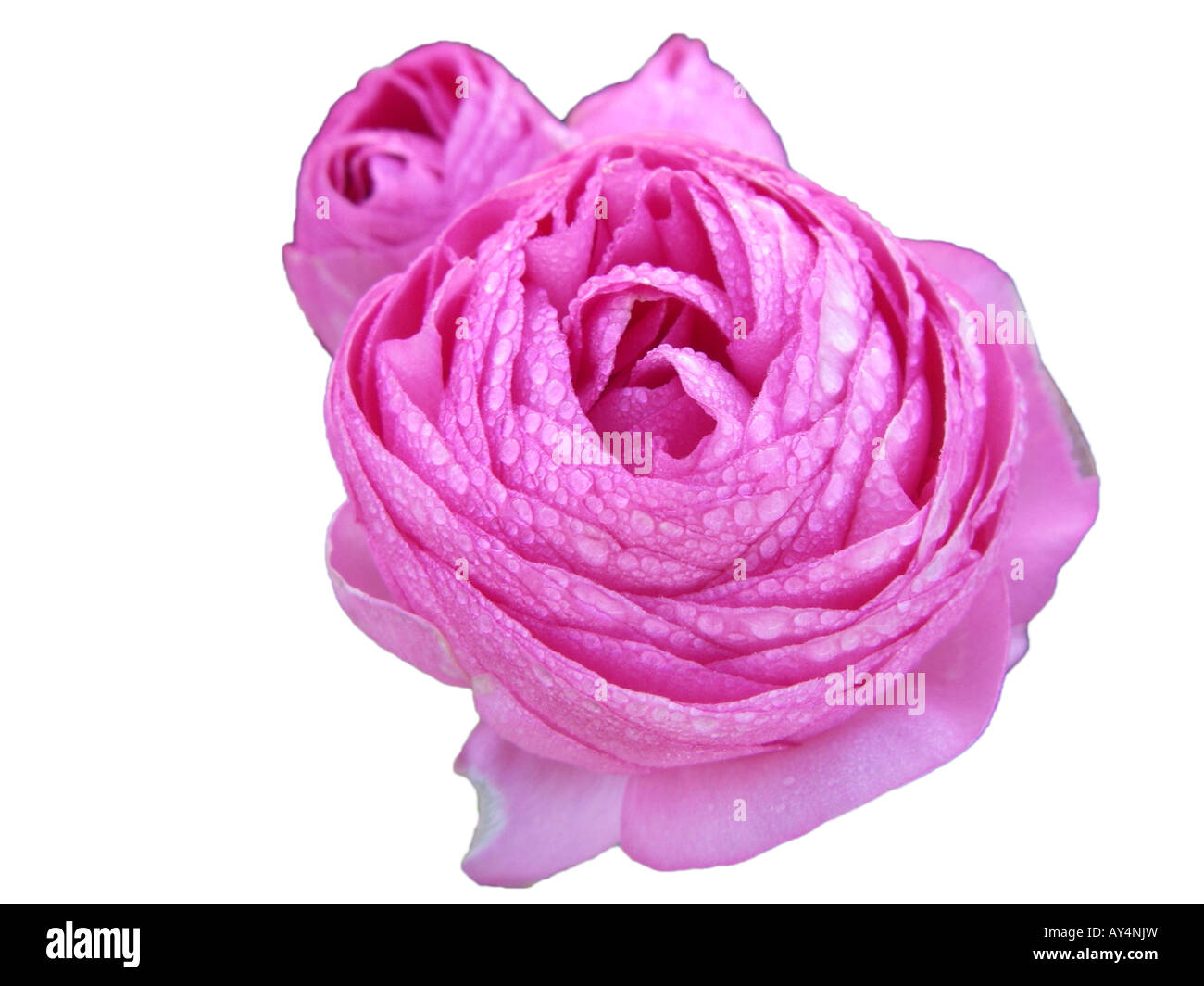 Fleur de pivoine rose Banque D'Images