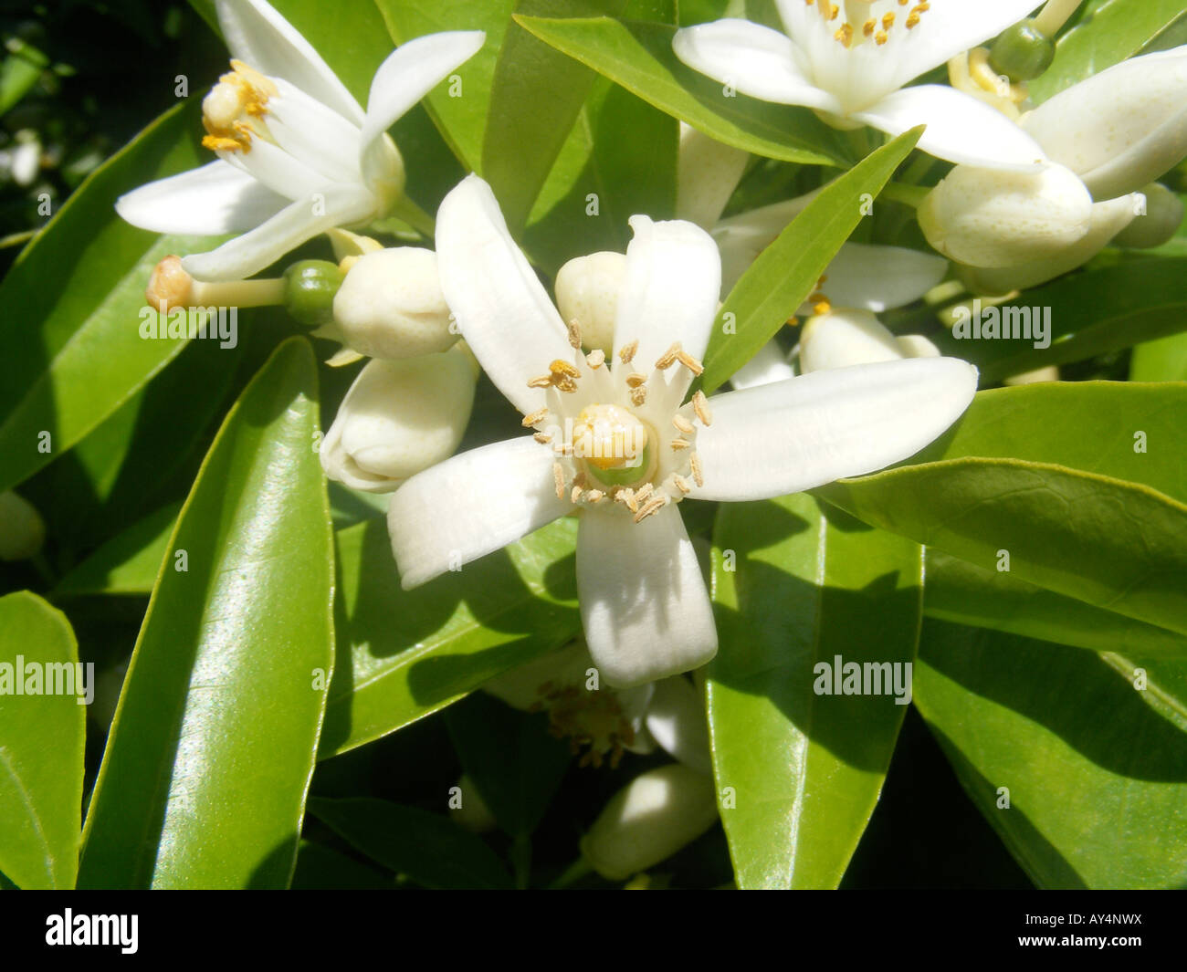 Orange Blossom sur arbre, Espagne Banque D'Images